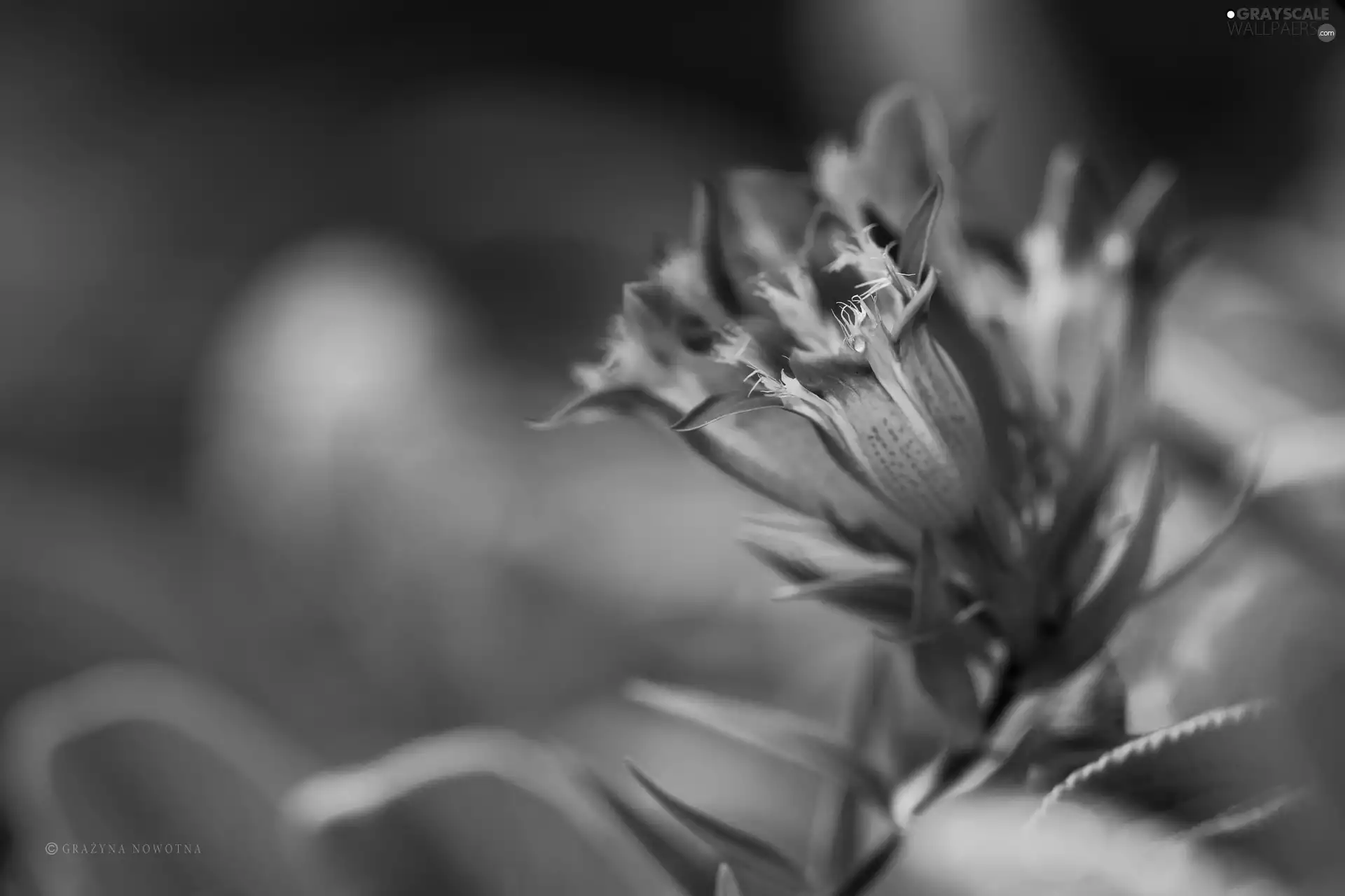 ringtones, Blue, Flowers