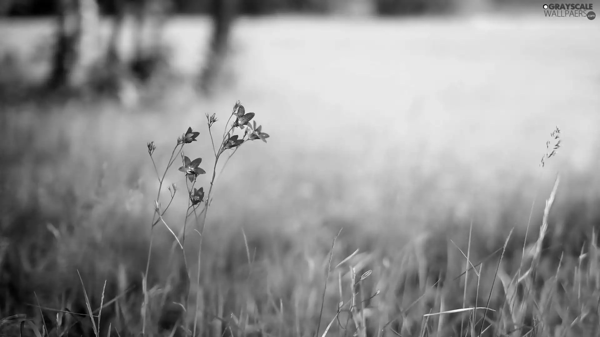 ringtones, Meadow, Flowers
