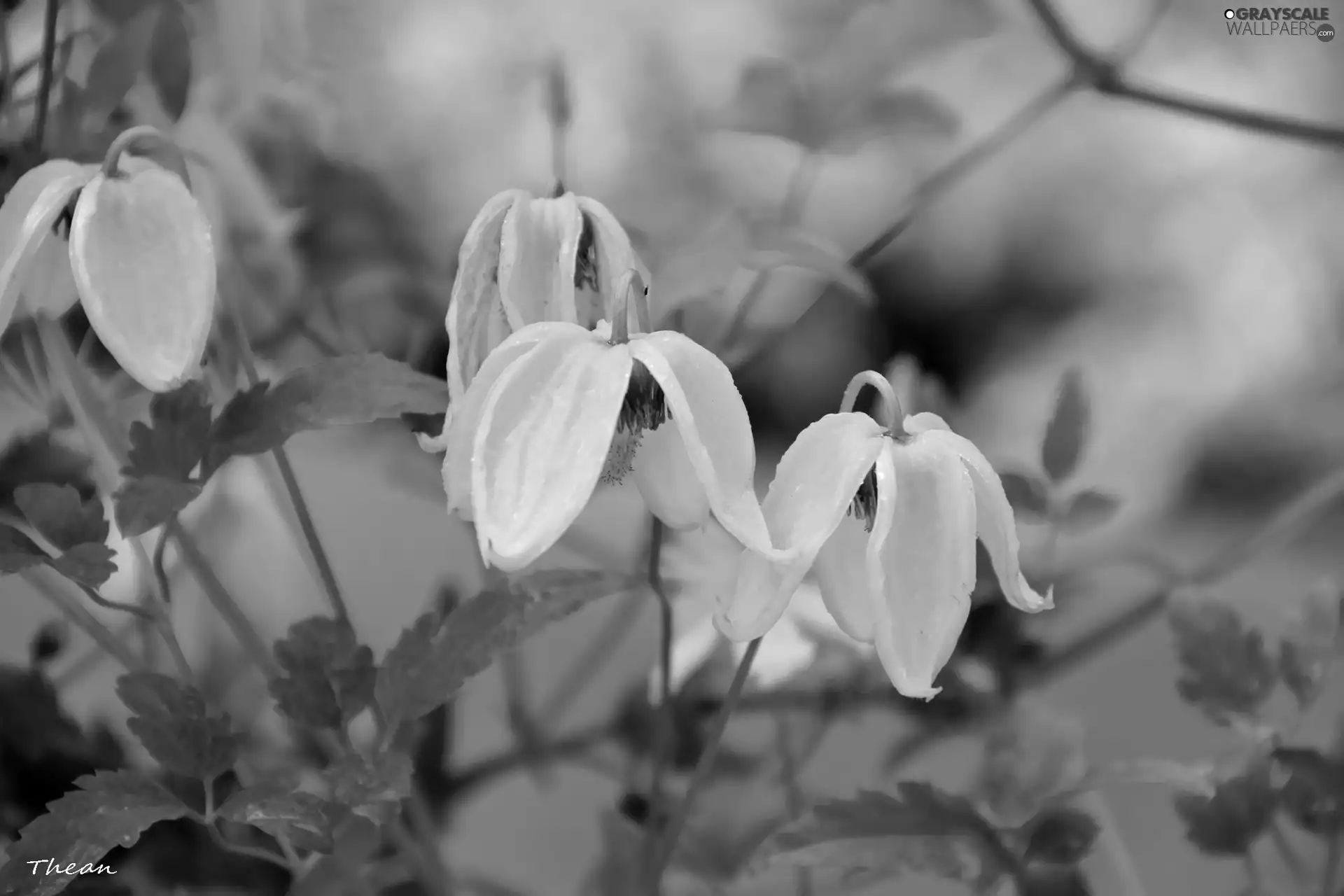 ringtones, Yellow, Flowers