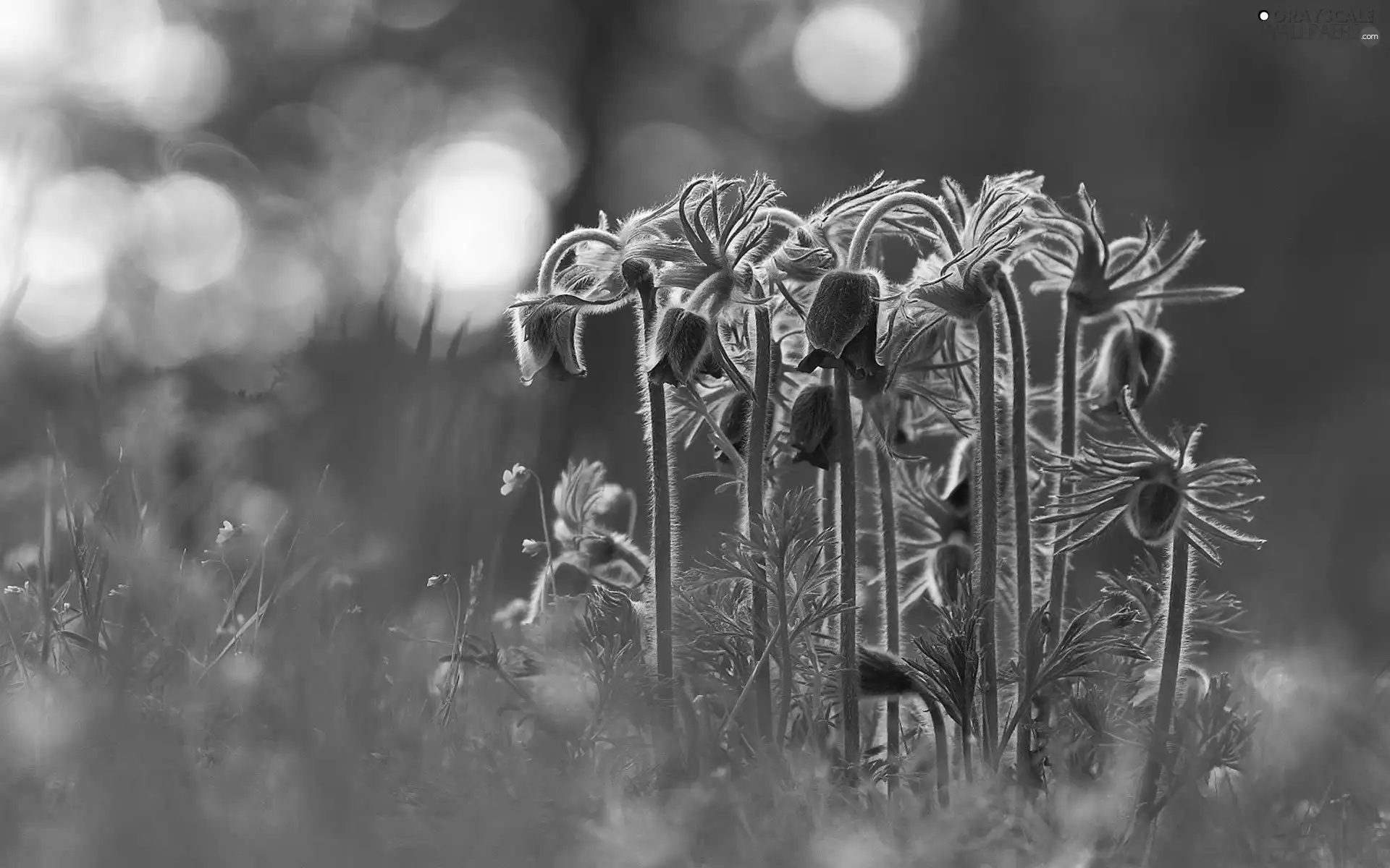 Spring, Flowers, pasque, grass