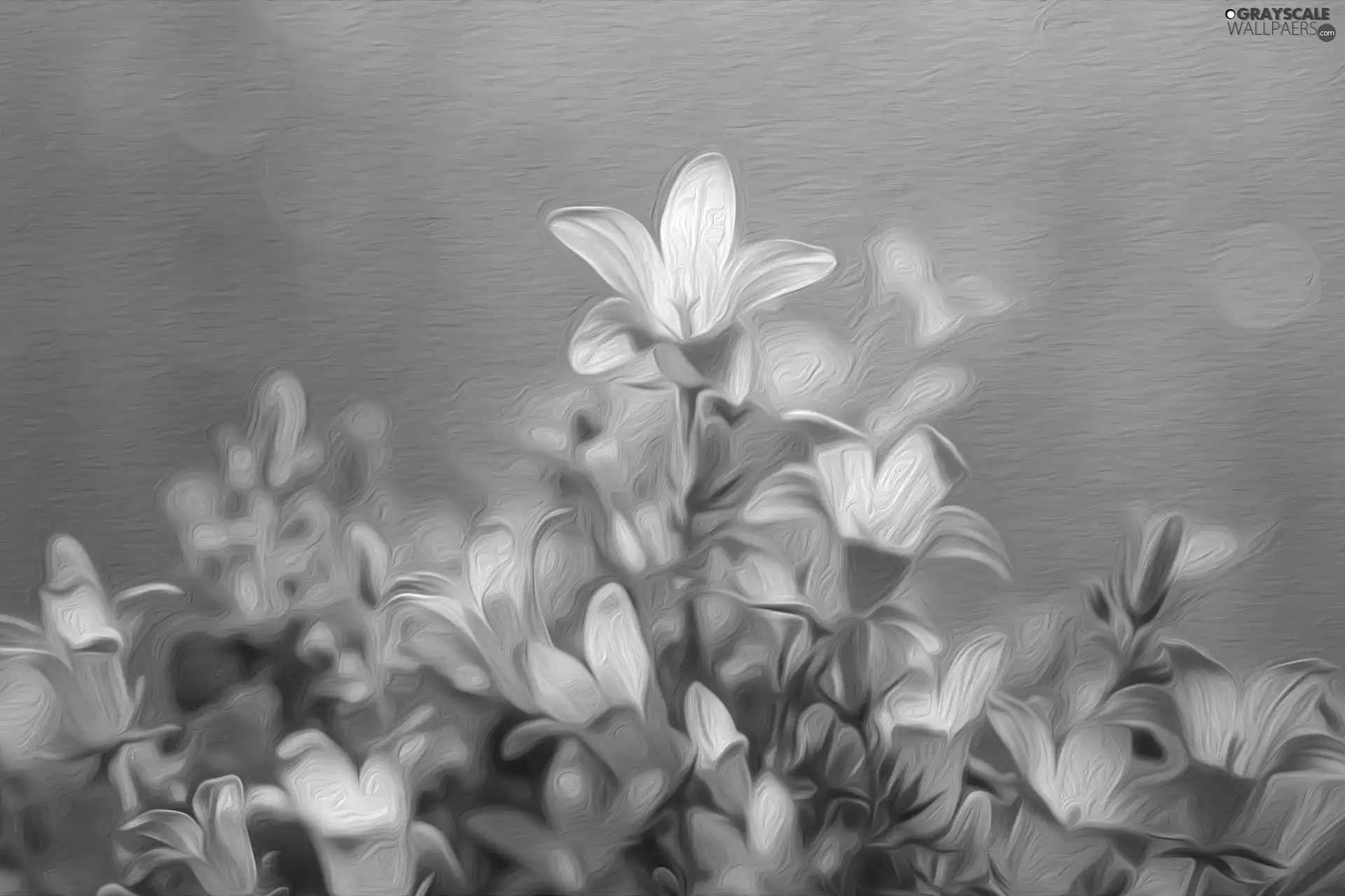 White, Campanula, graphics, ringtones