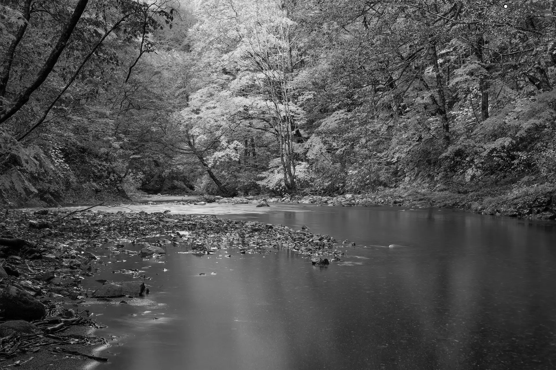 trees, autumn, forest, River, viewes, Autumn