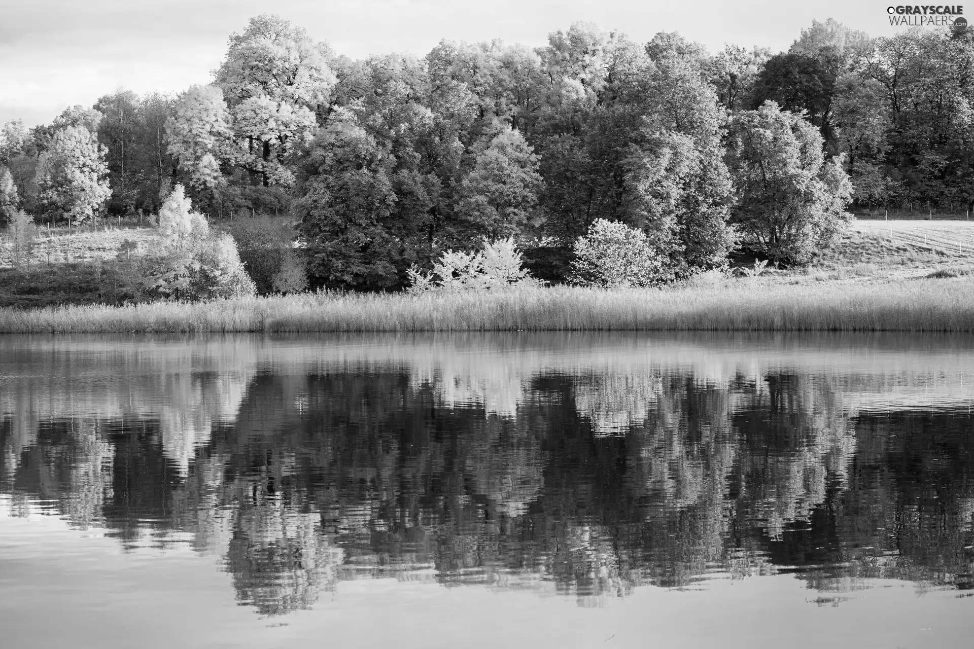 autumn, viewes, River, trees