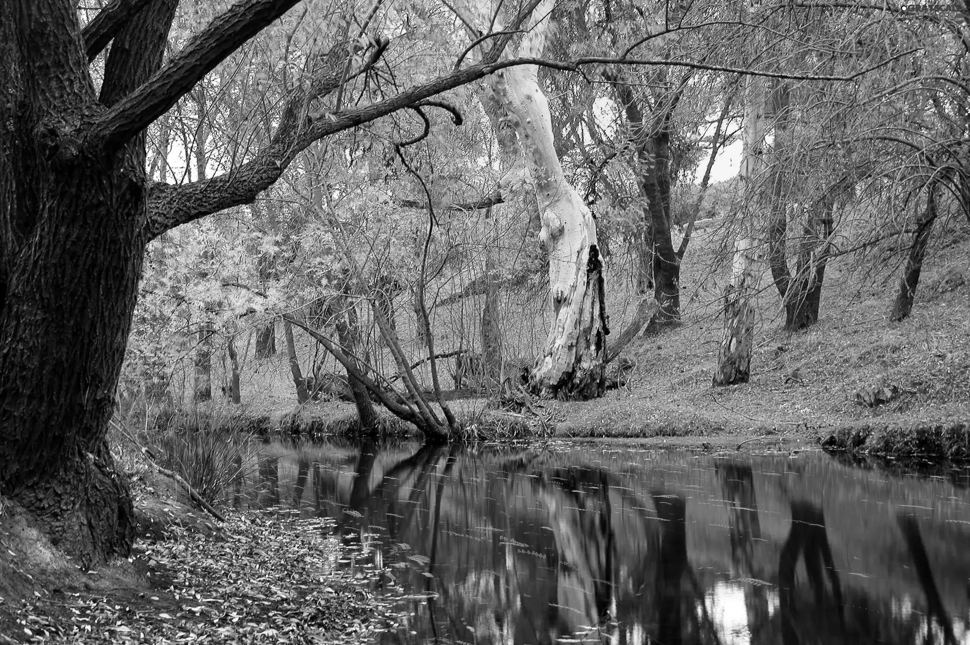 autumn, viewes, River, trees