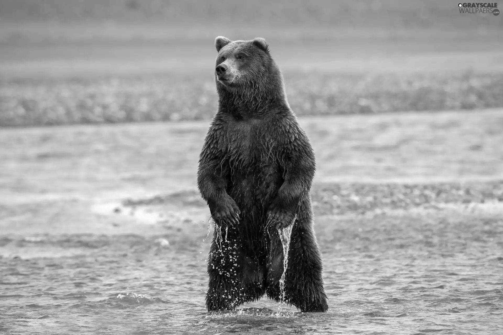 Bear, great, River, brown