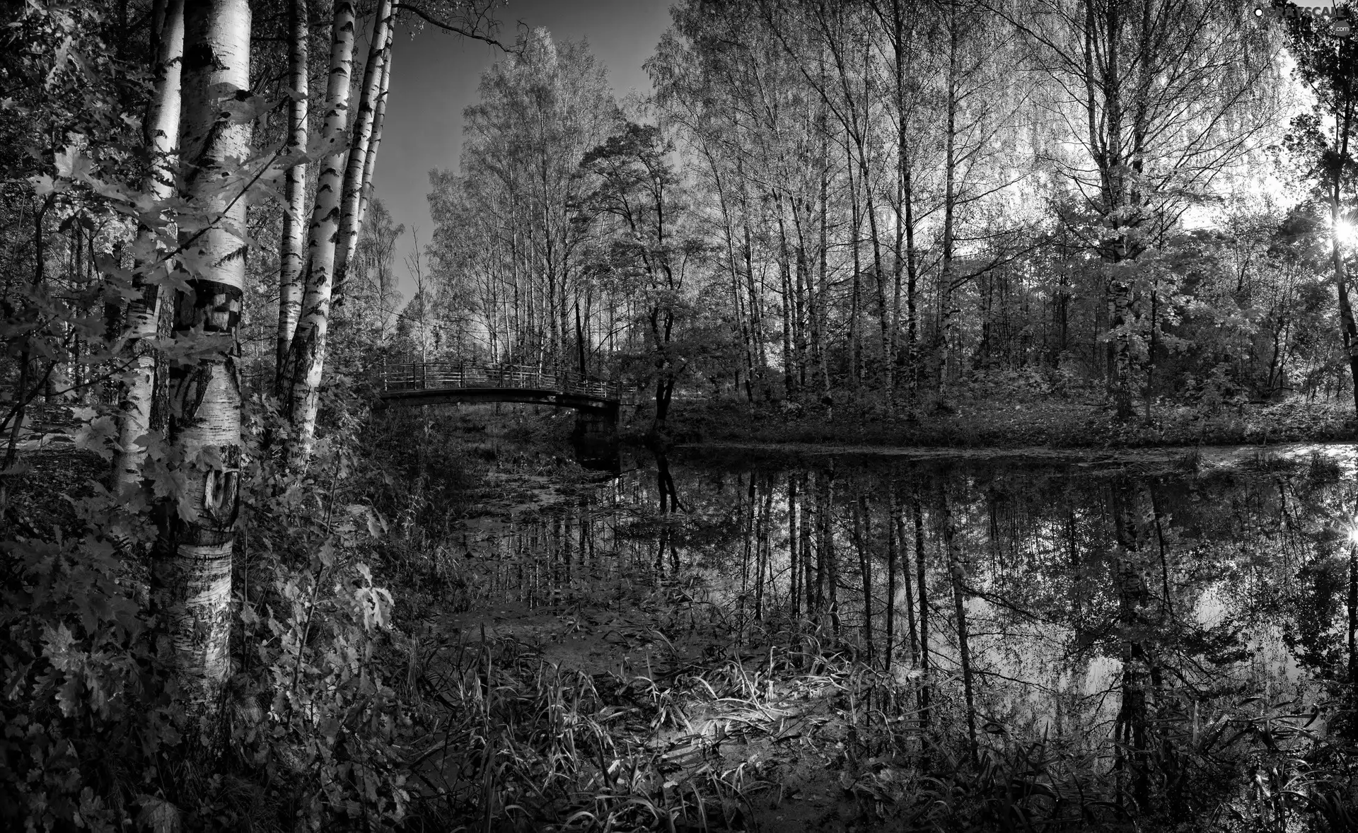 viewes, autumn, River, bridge, birch, trees