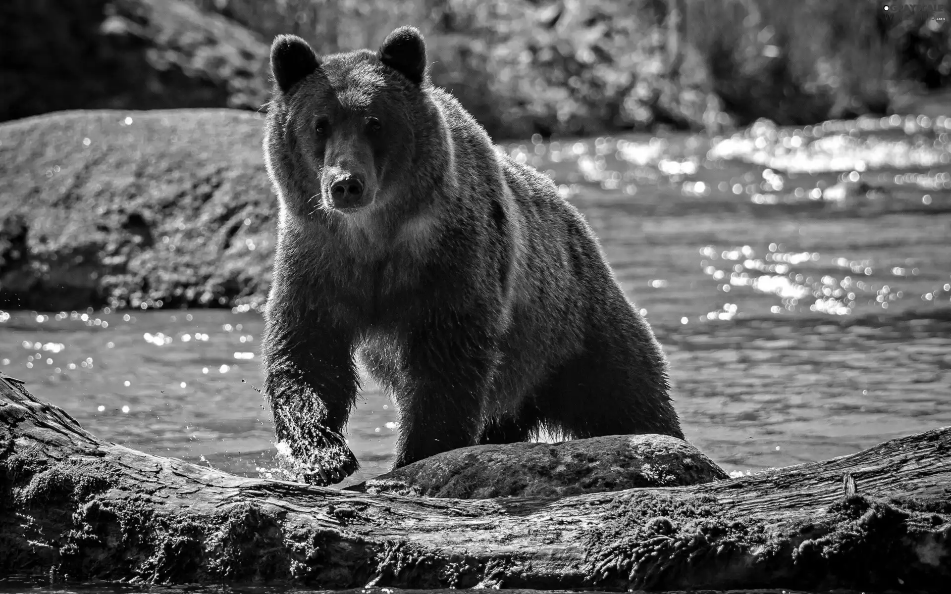 River, Bear, brown