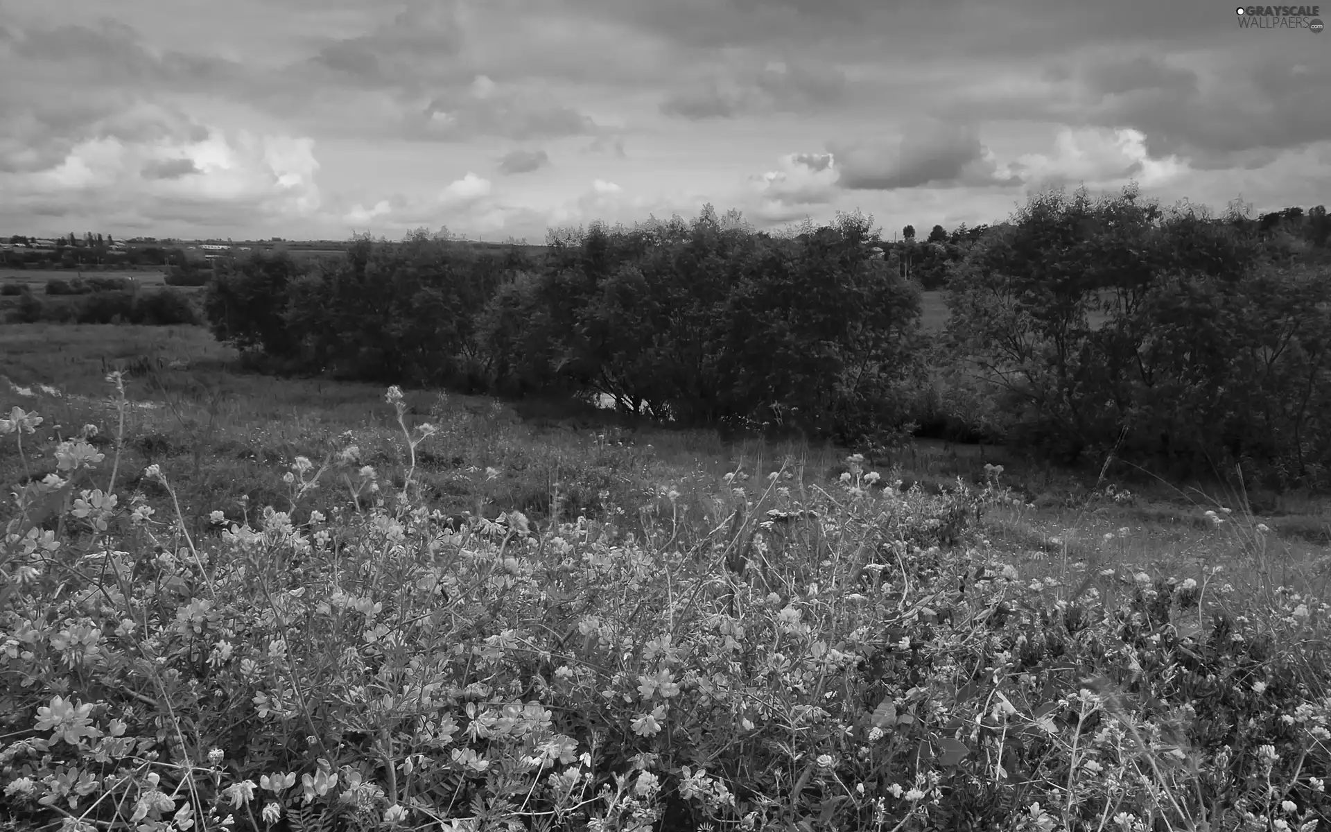 trees, Meadow, River, clouds, viewes, Flowers