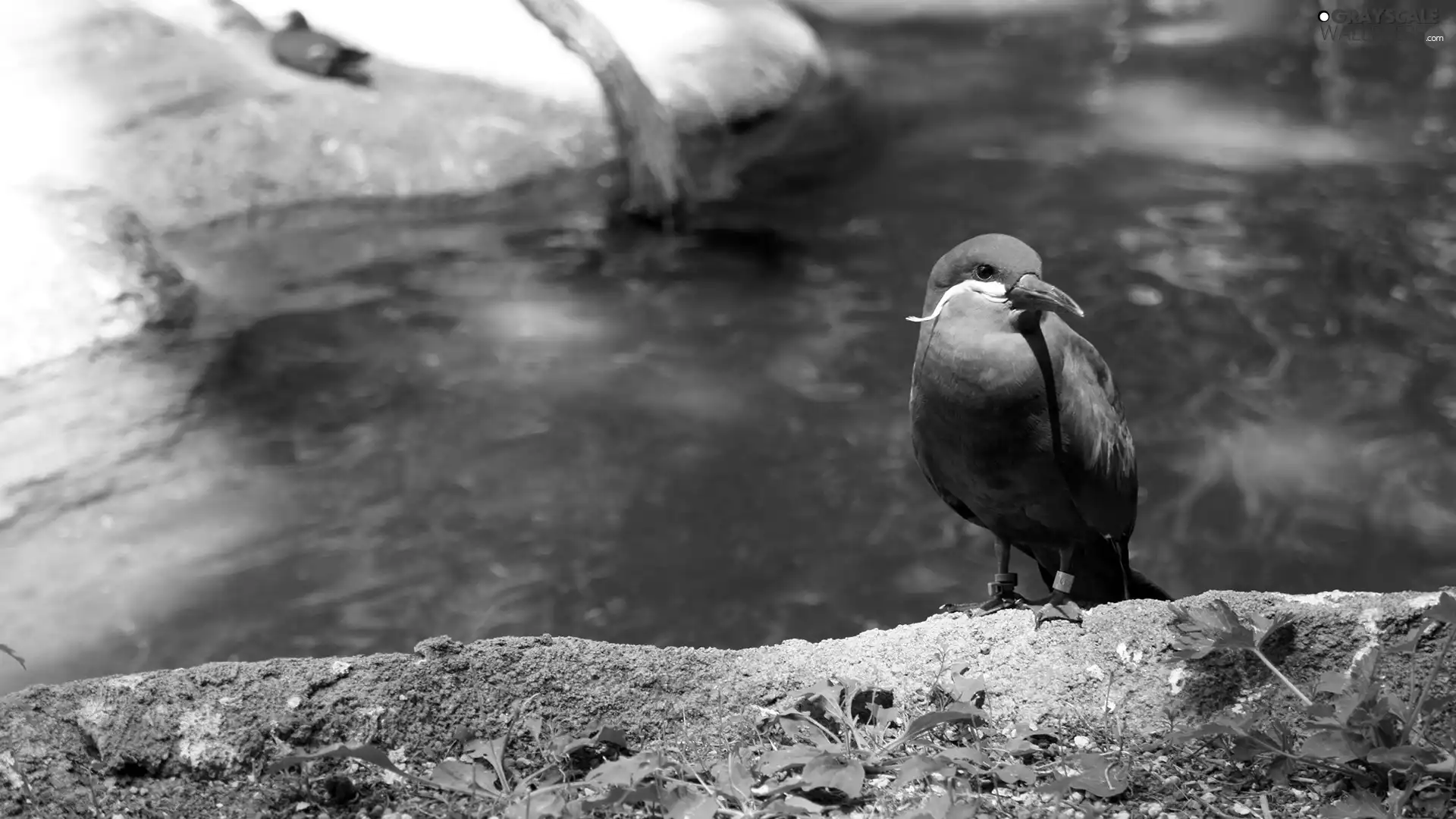 nose, River, Inca Tern, Red, Bird