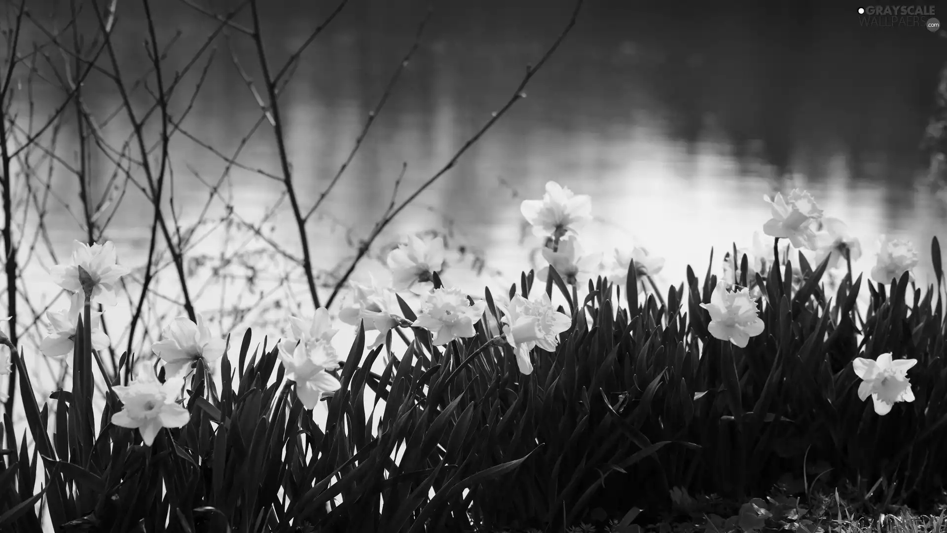 Daffodils, River