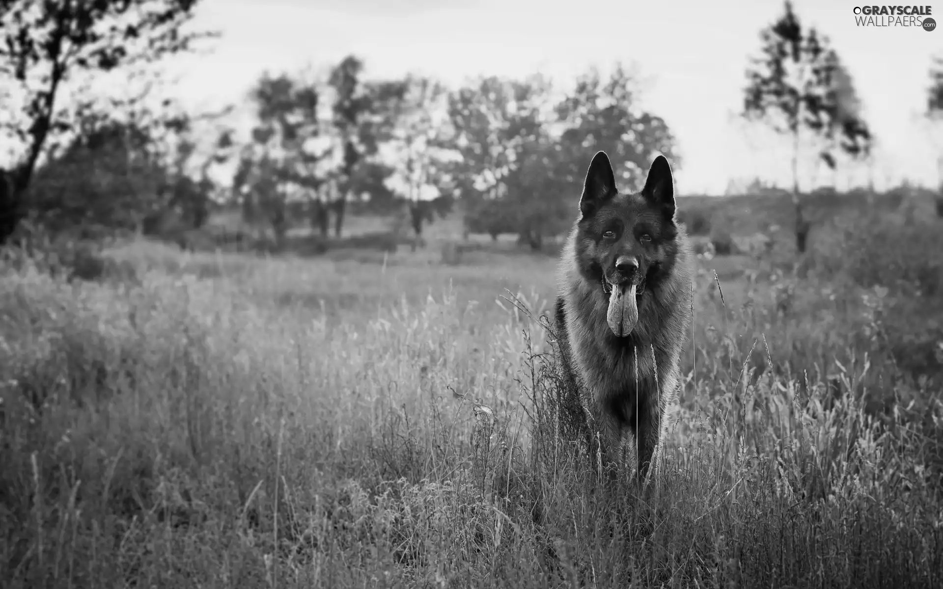 sheep-dog, grass, River, Meadow