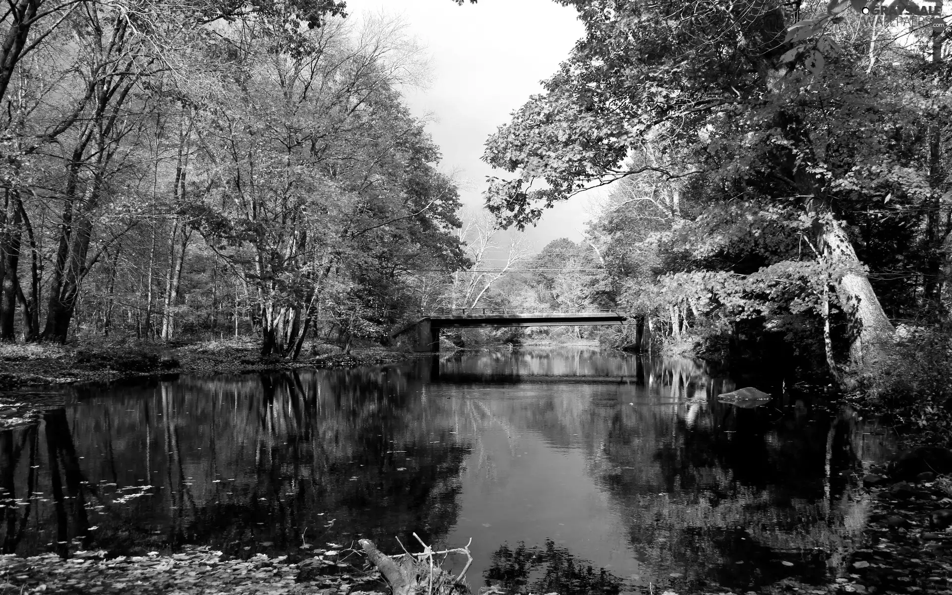 River, autumn, forest