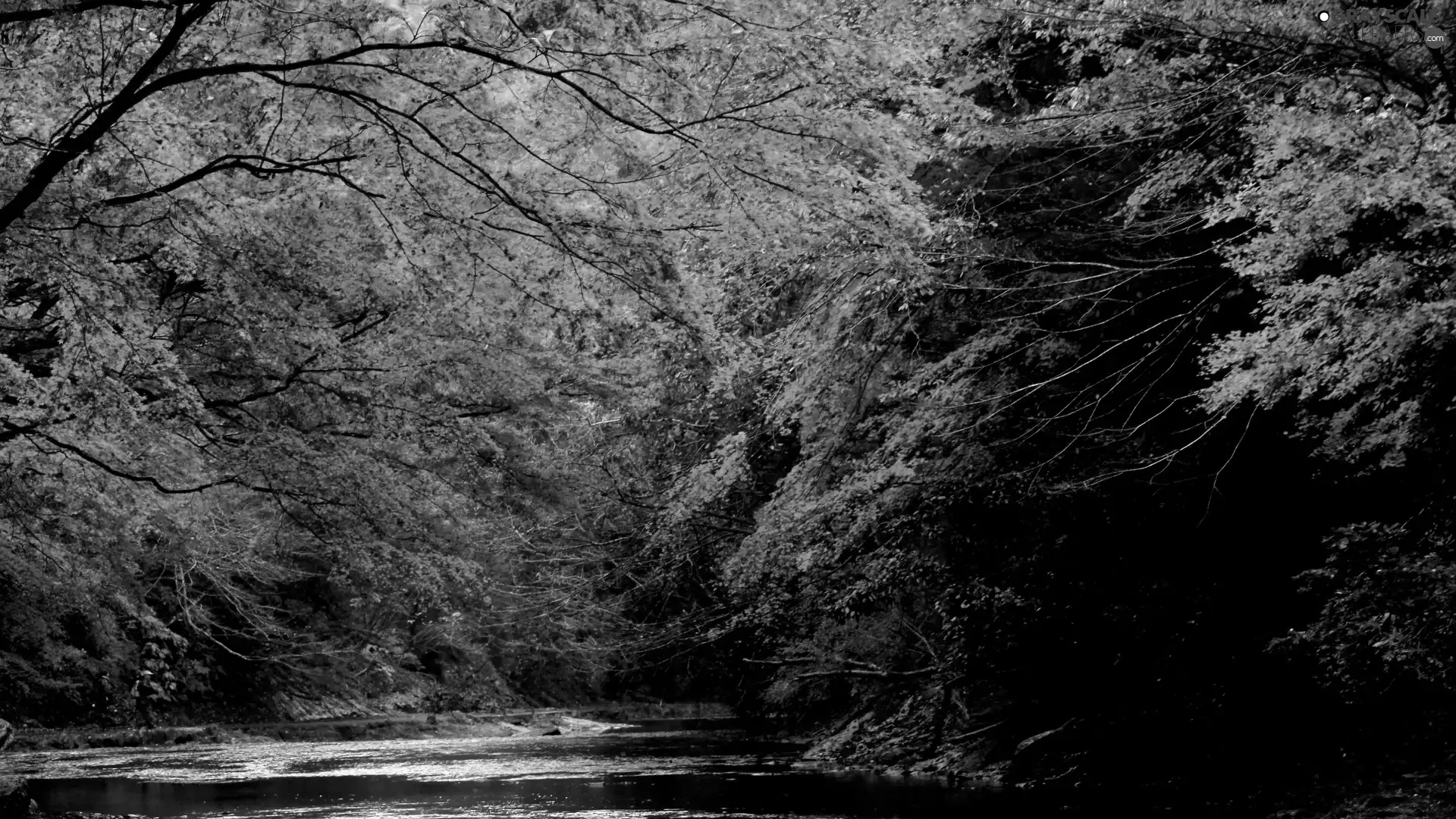 River, autumn, forest