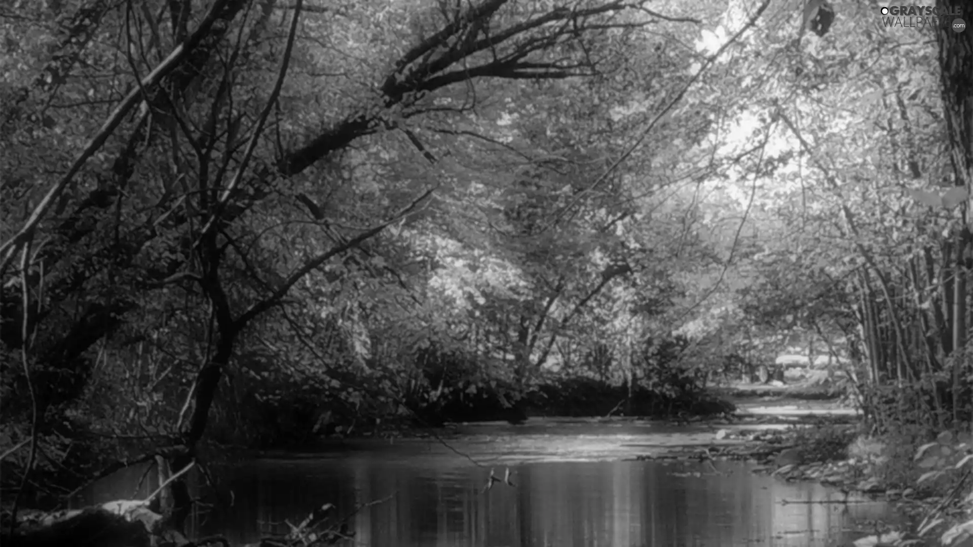 River, color, forest