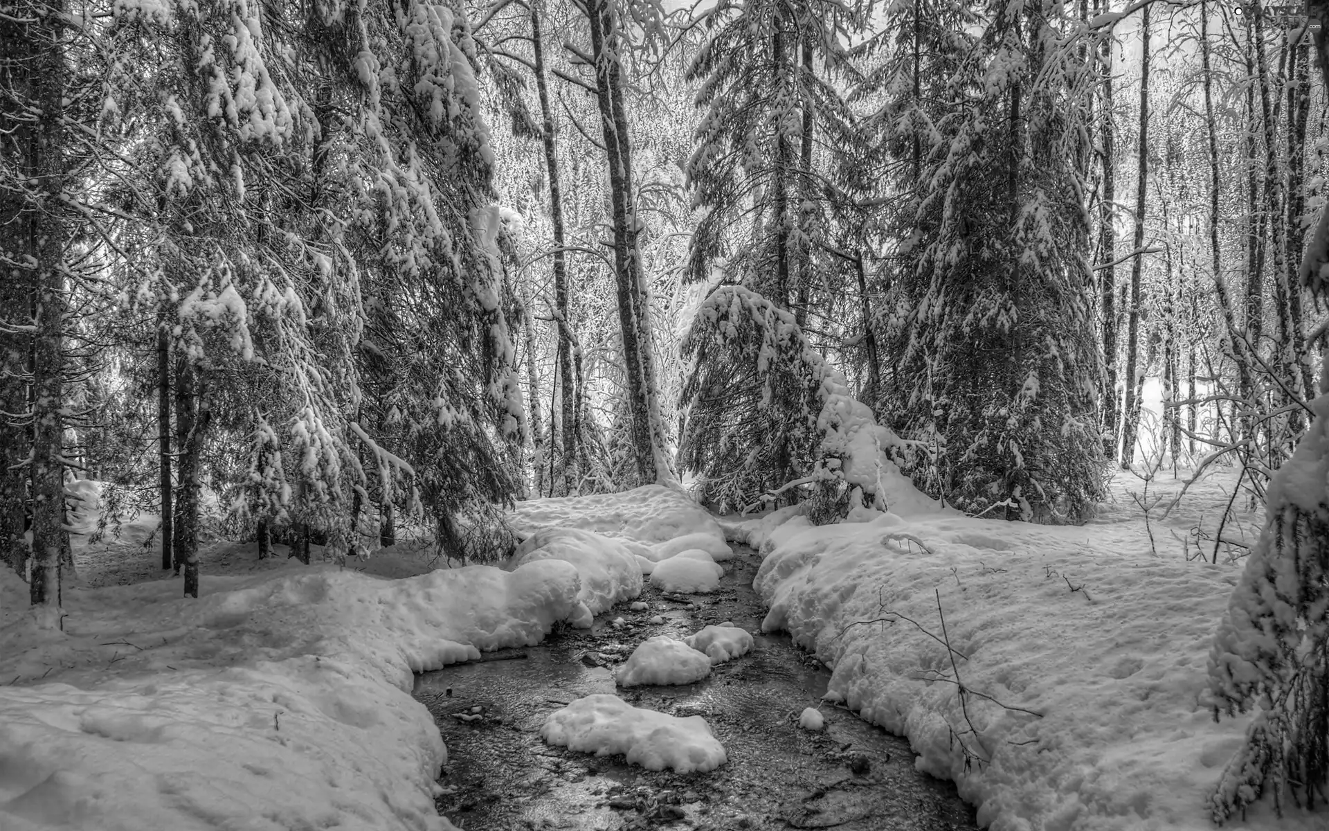 River, winter, forest