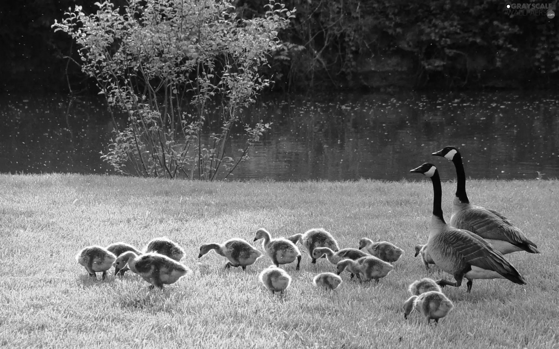 geese, Meadow, River, folks