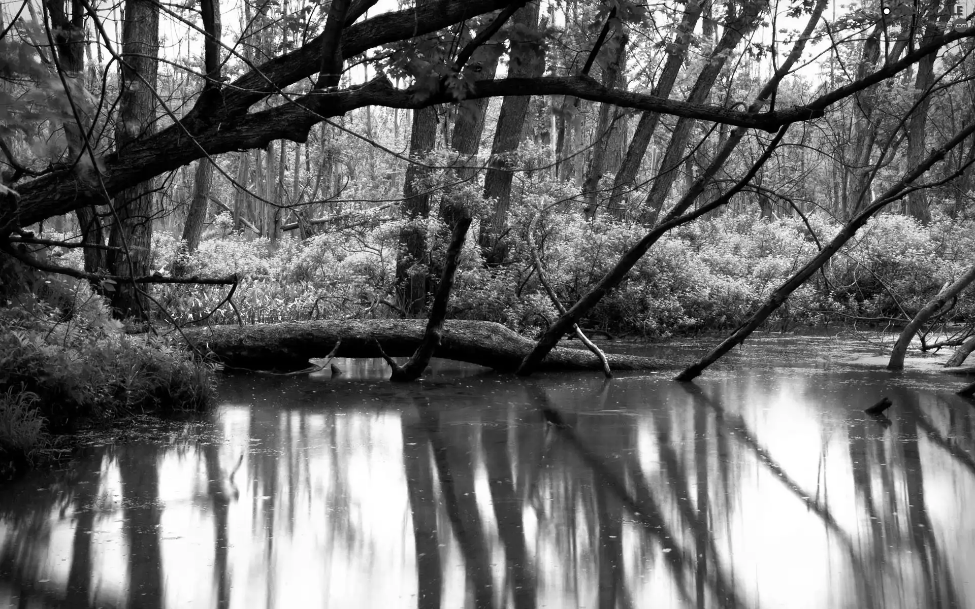 River, reflection, green ones, Bush, forest