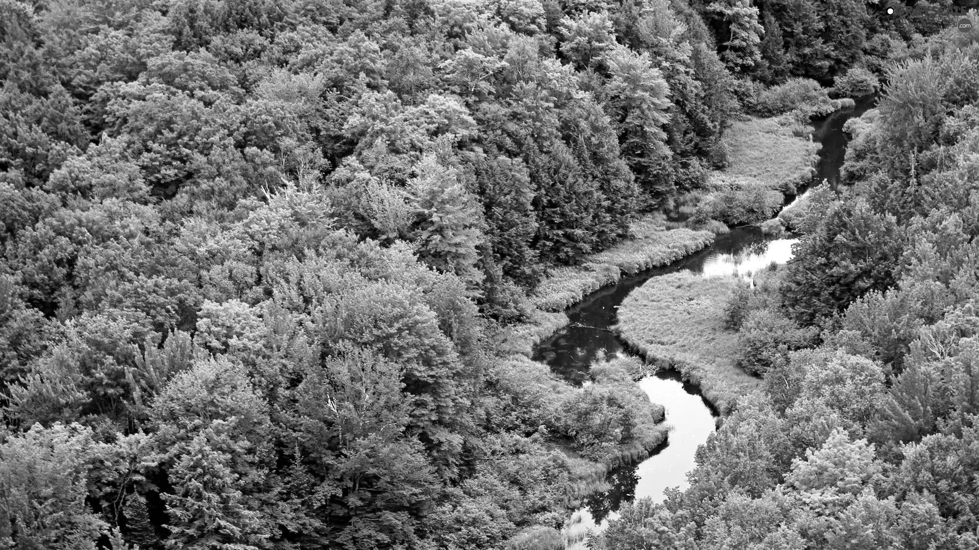 Green, Meandering, River, forest