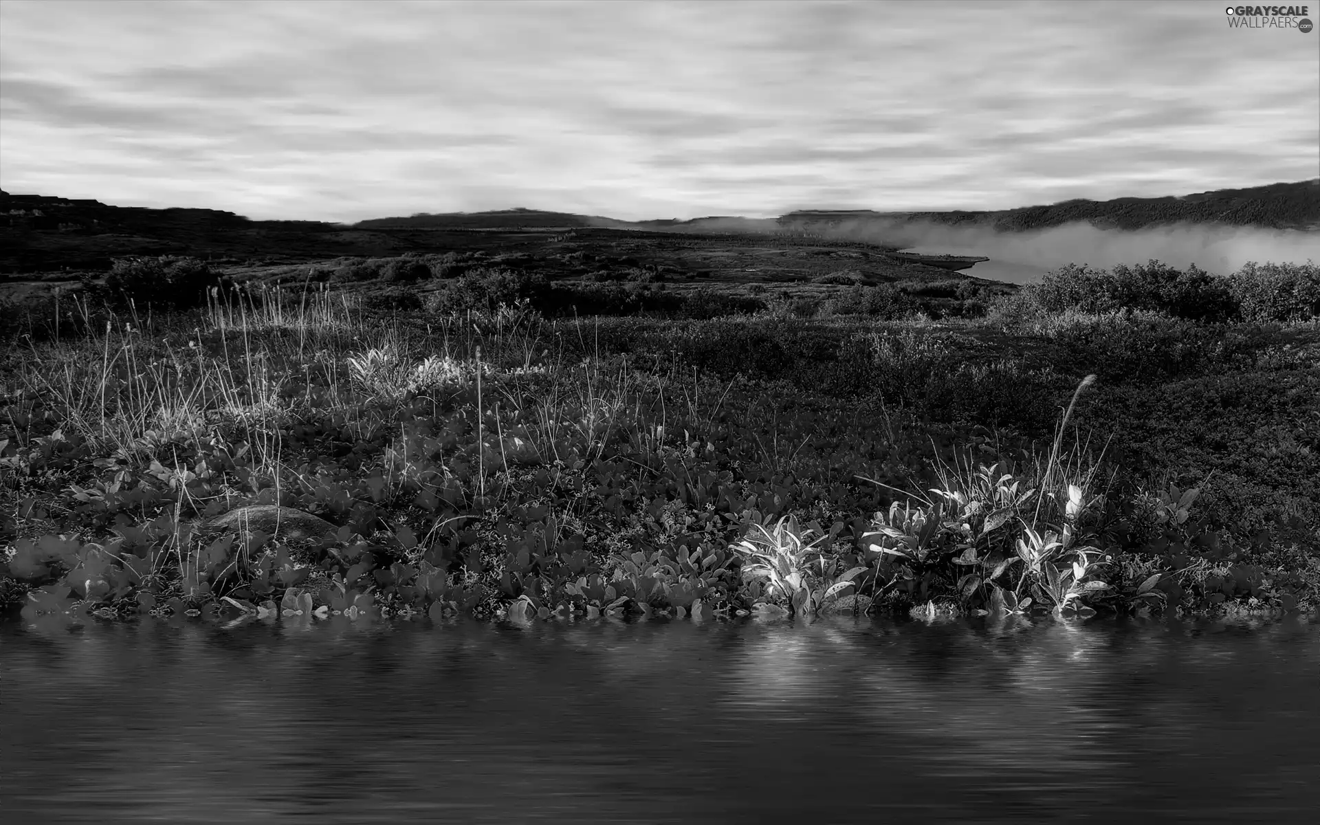 Meadow, Flowers, River, Wildflowers