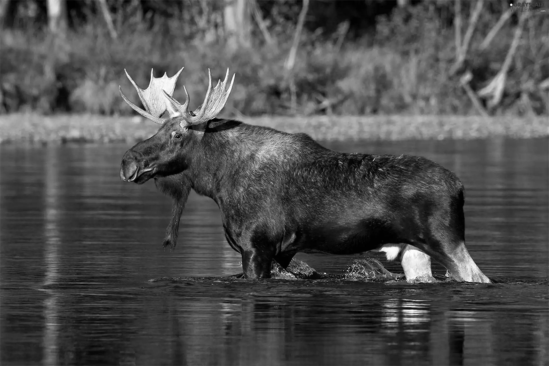 moose, River
