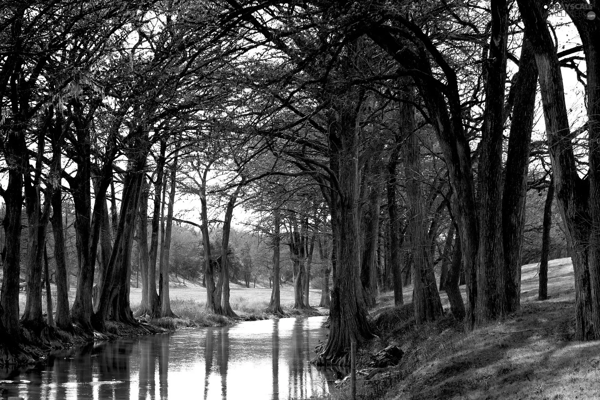 viewes, River, nature, trees, Park