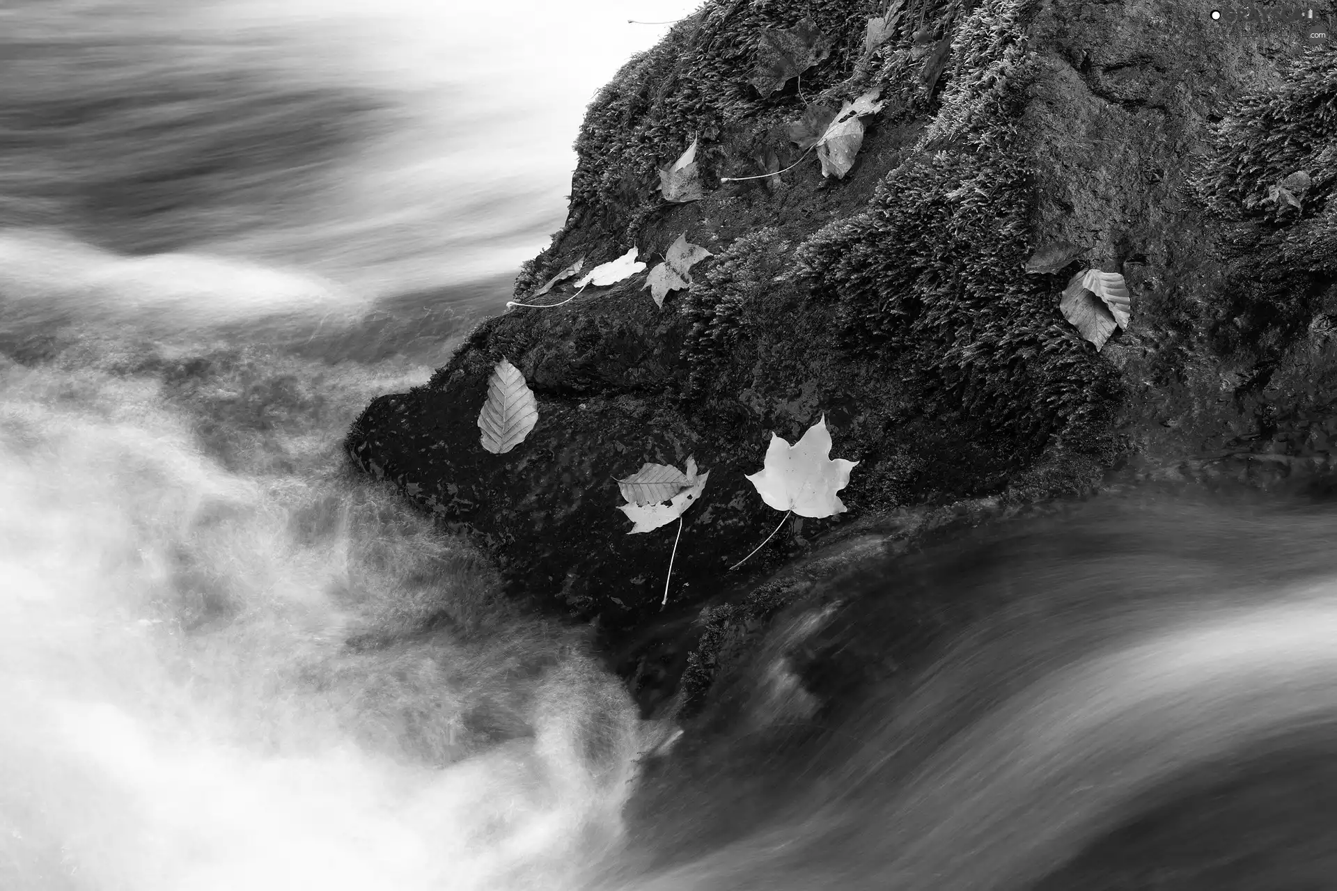 Leaf, River, Rocks, Stone, Mossy
