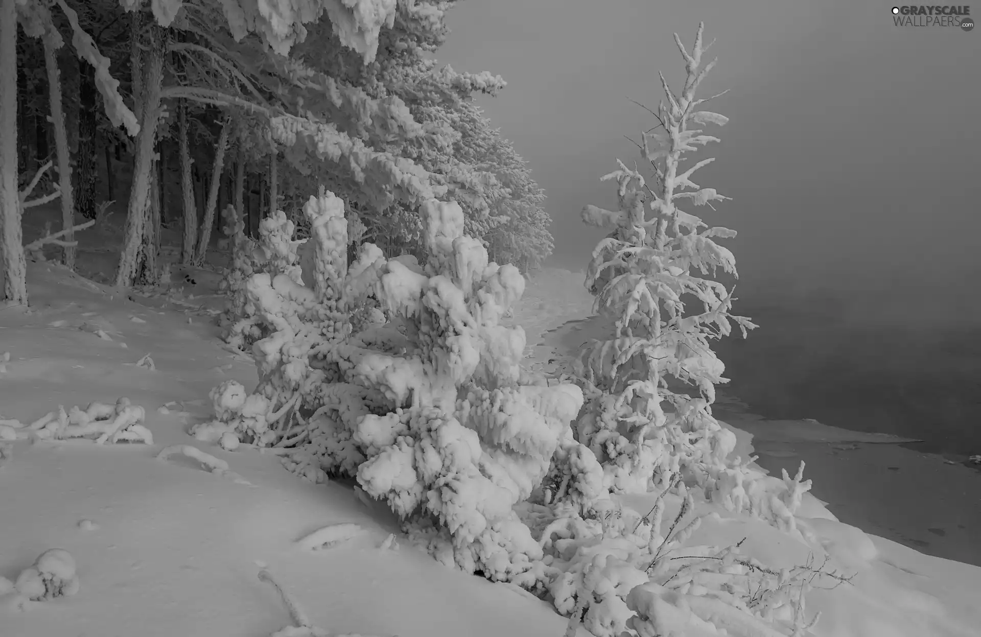 Bush, winter, viewes, River, trees, Snowy