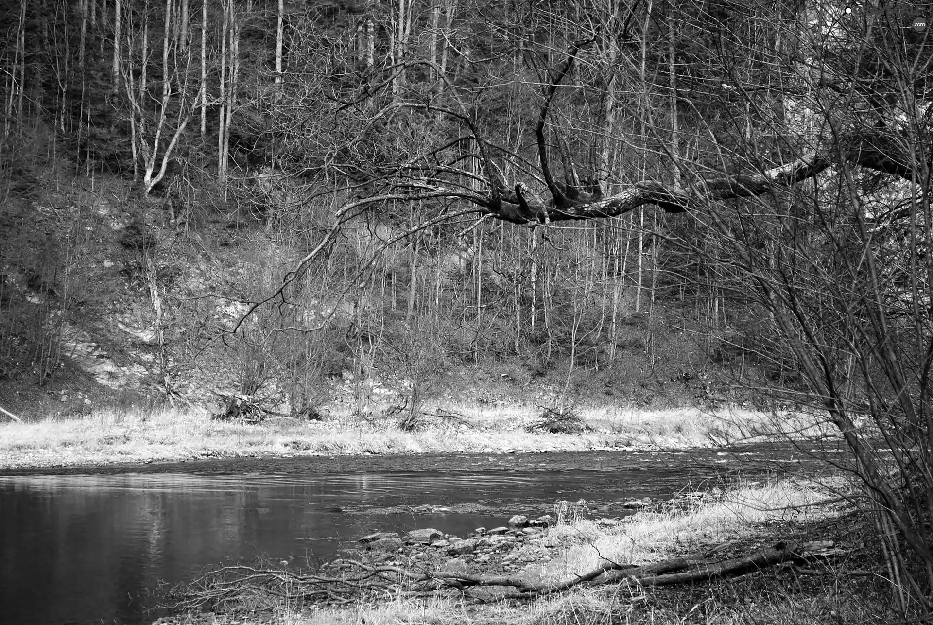 forest, Pieniny, Dunajec, scarp, Mountains, River, Spring