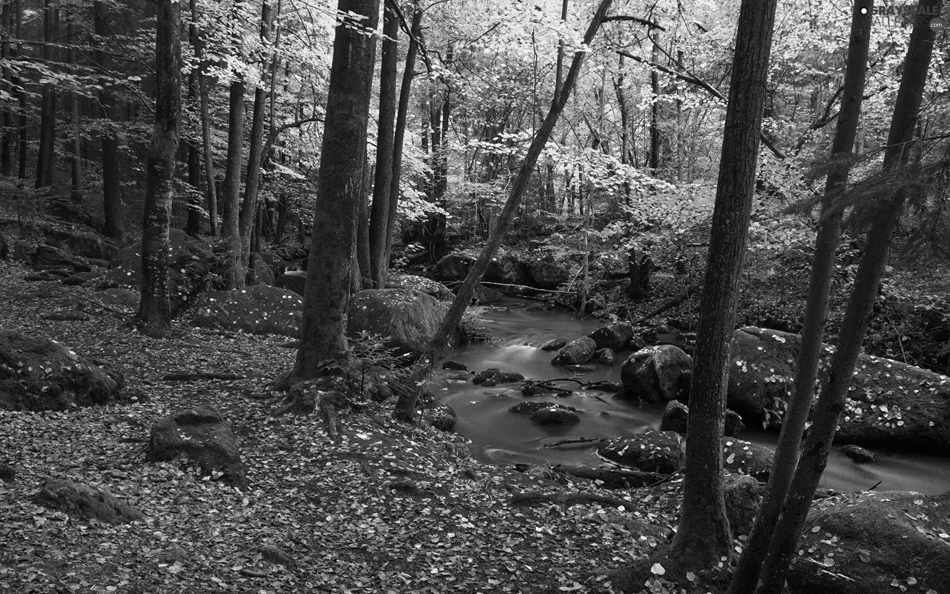 trees, viewes, Stones, Leaf, mossy, forest, autumn, River