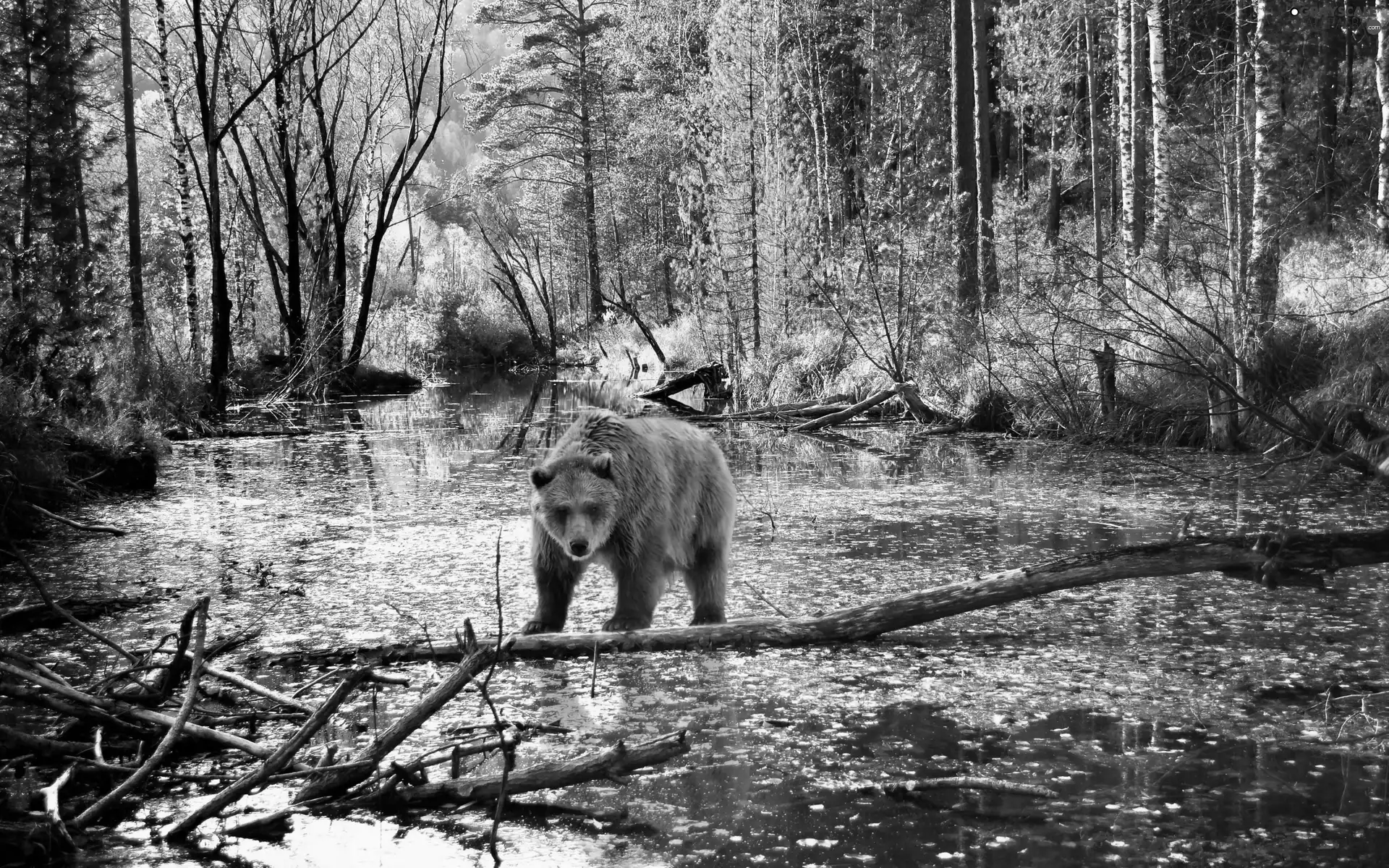 brown, bear, River, forest, luminosity, autumn, sun, flash, ligh