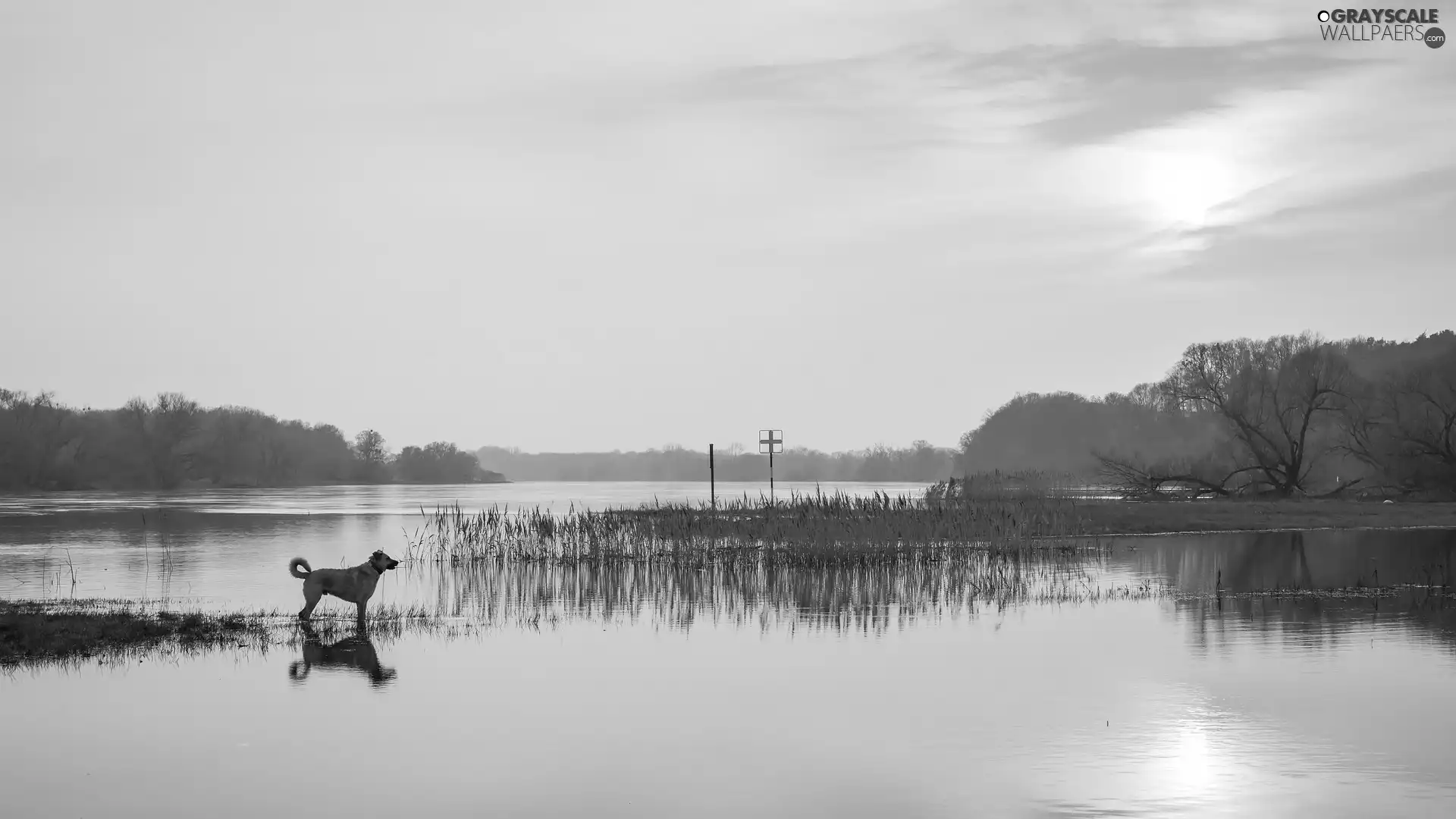 Sunrise, grass, dog, River