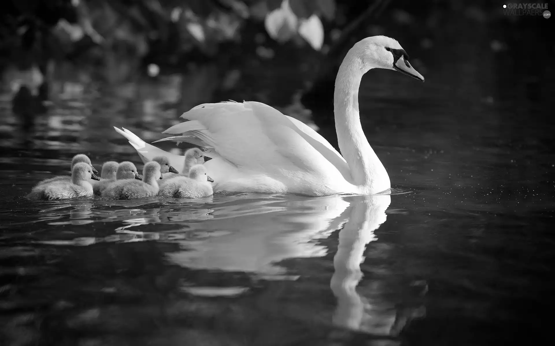 River, Swans, young