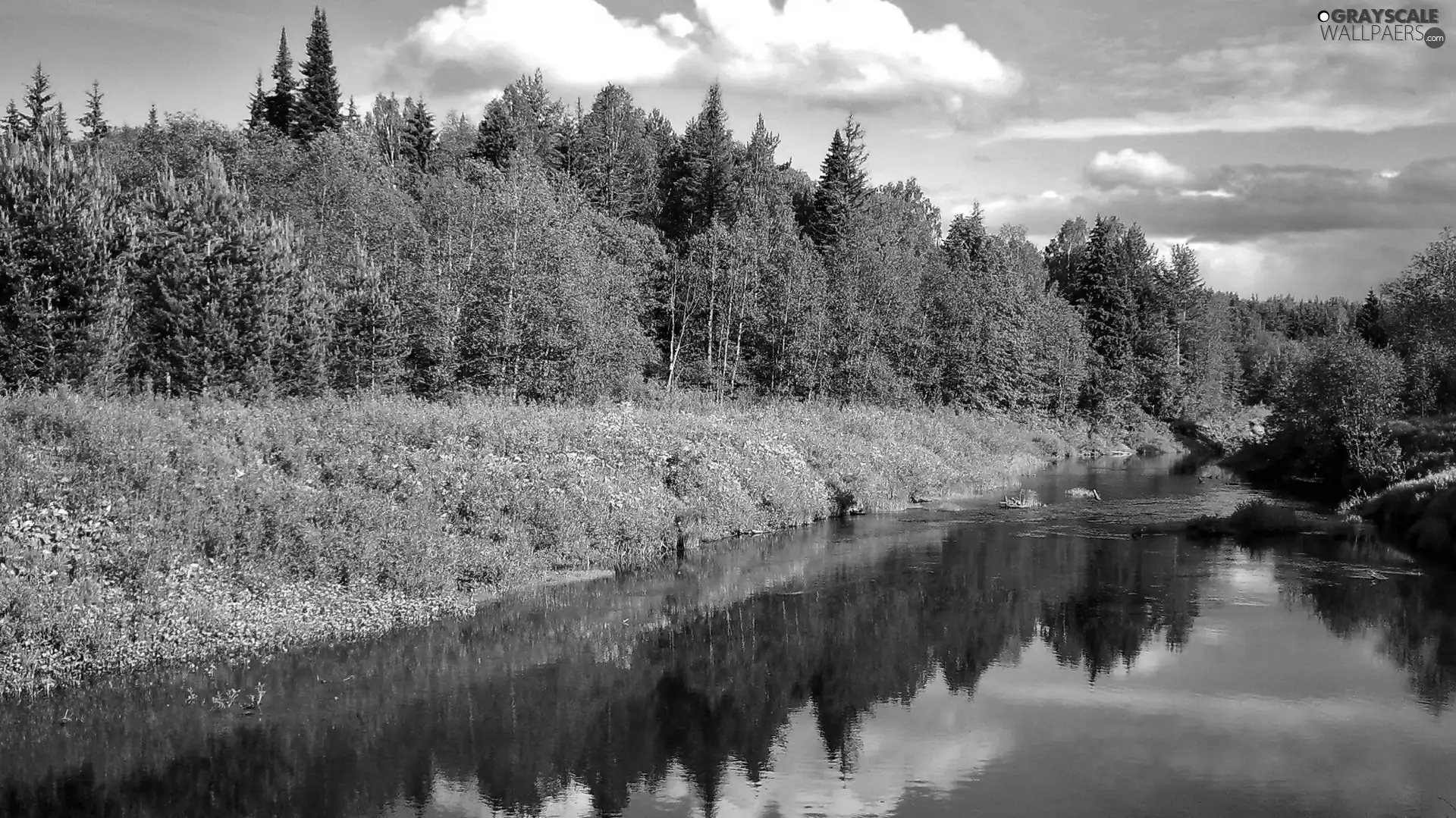 trees, coast, River, viewes