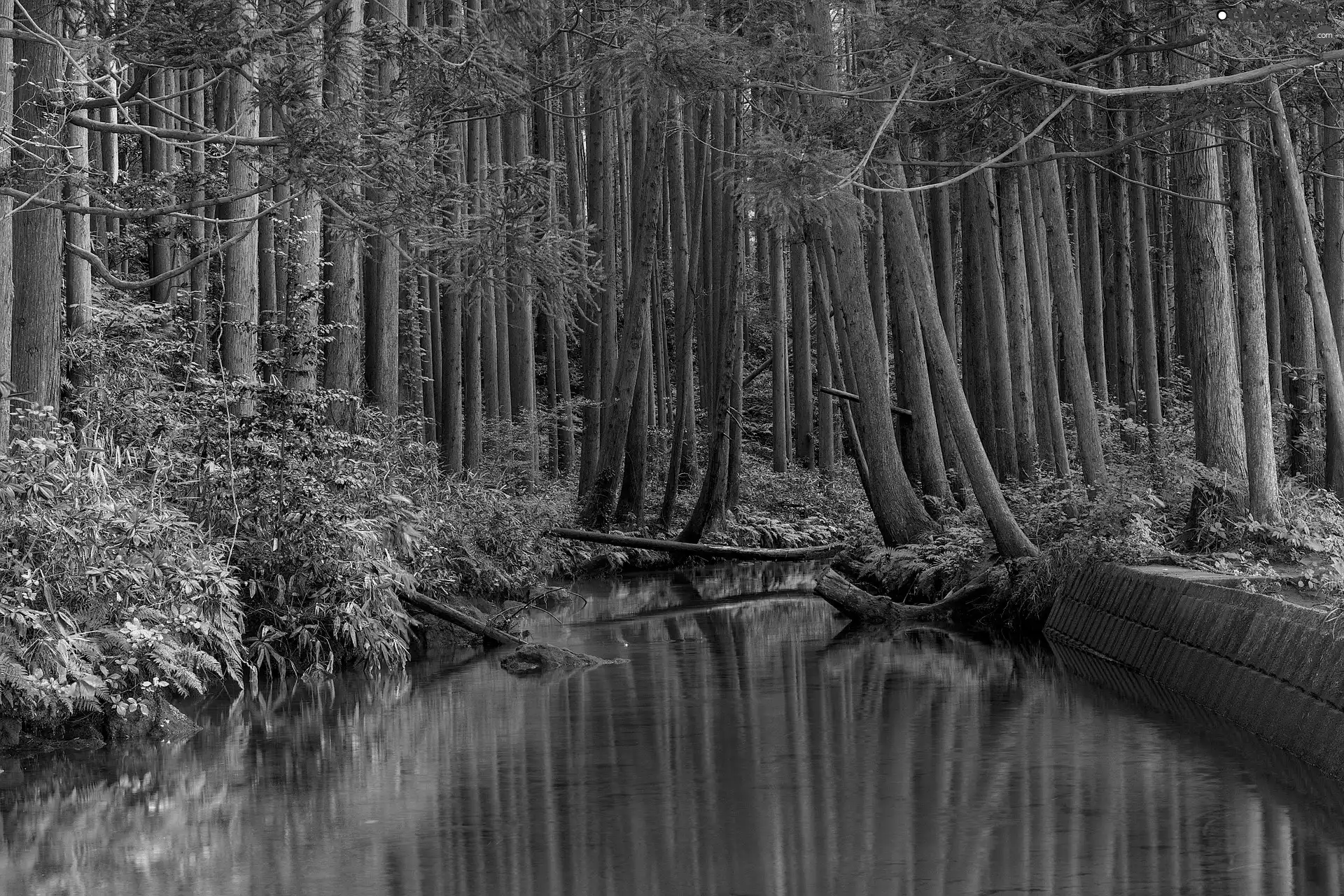 stream, River, trees, viewes, forest