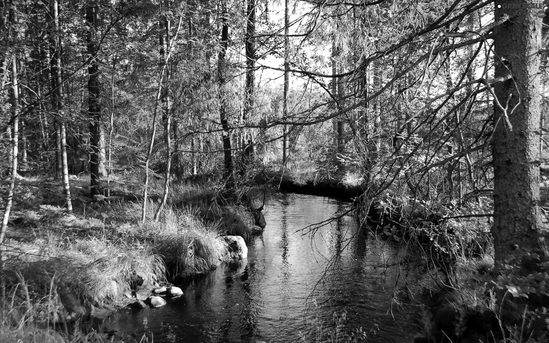 trees, grass, River, viewes