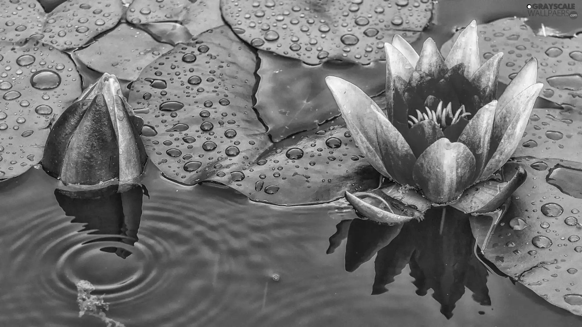 River, lilies, water