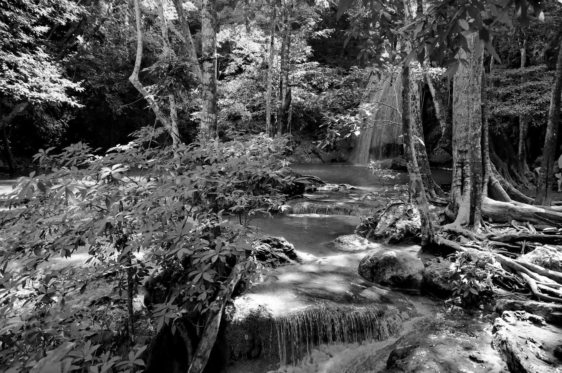 River, forest, waterfall