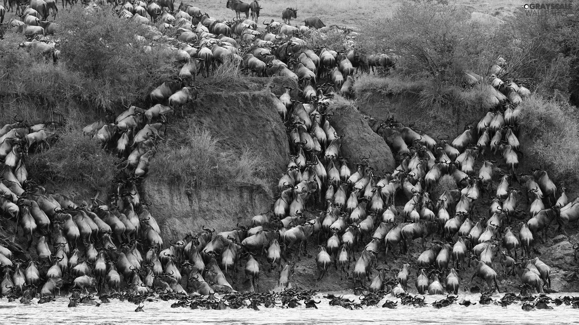River, herd, wildebeest