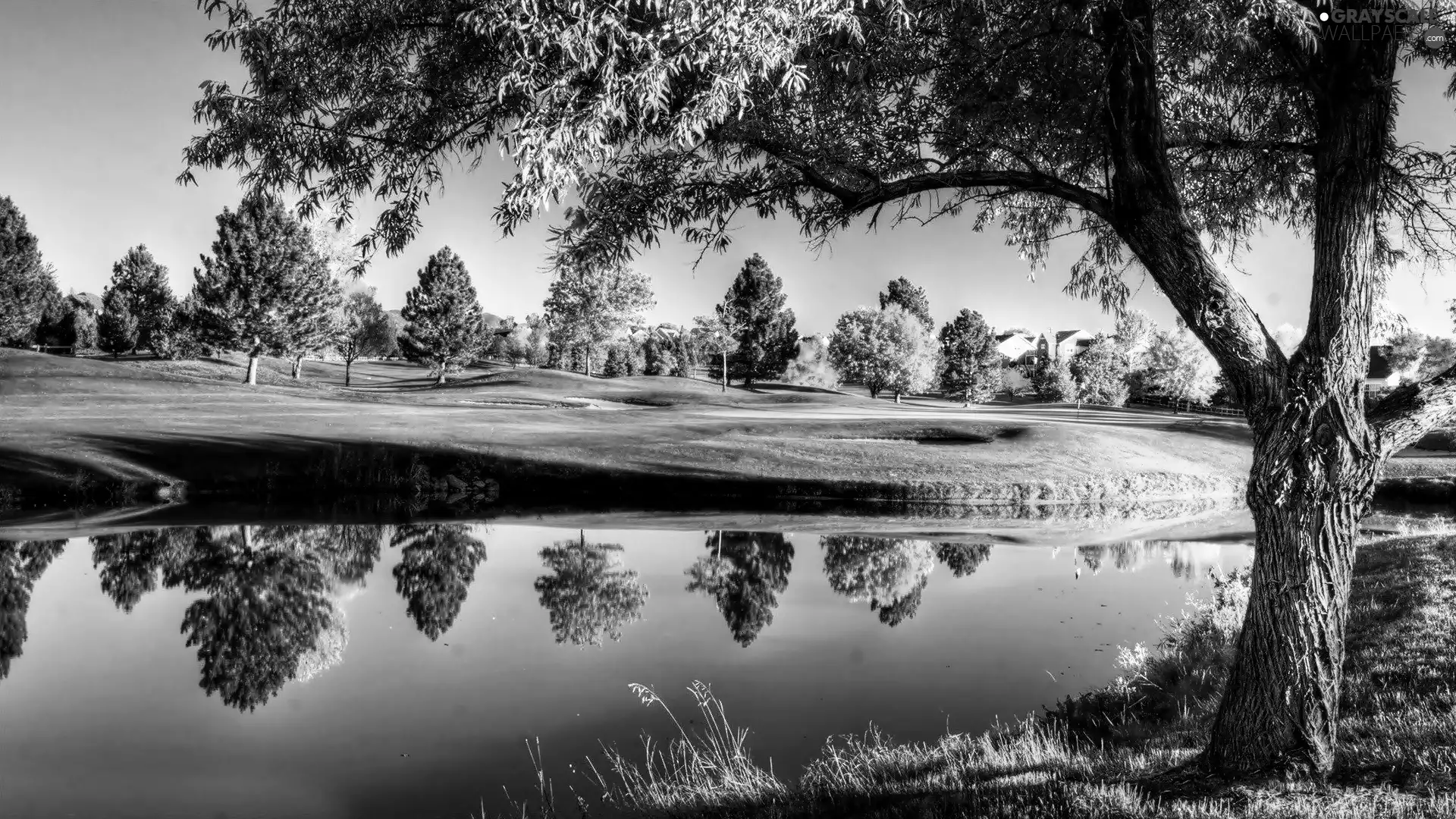 Willow, viewes, River, trees