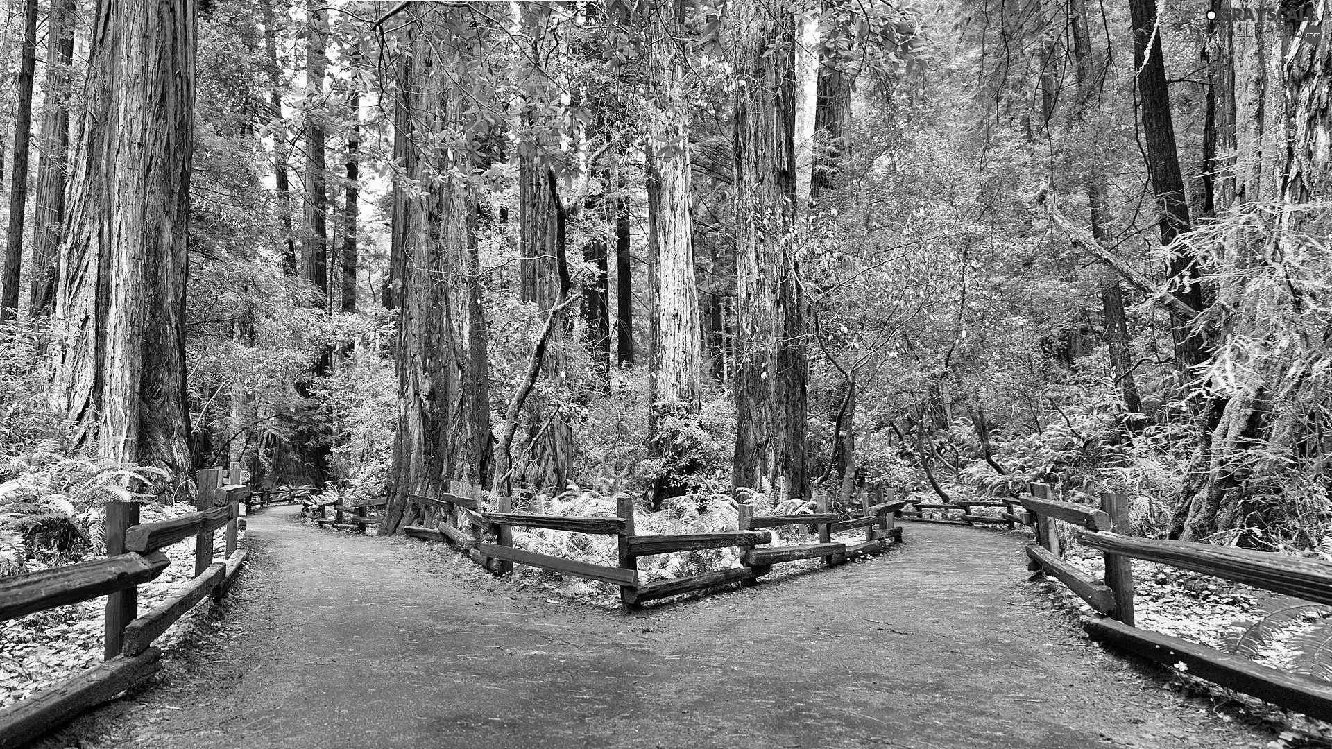 forest, road, fence, bifurcation of the roads