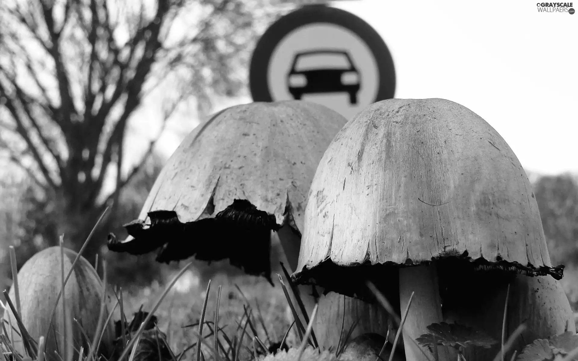 road, Cana, Sign