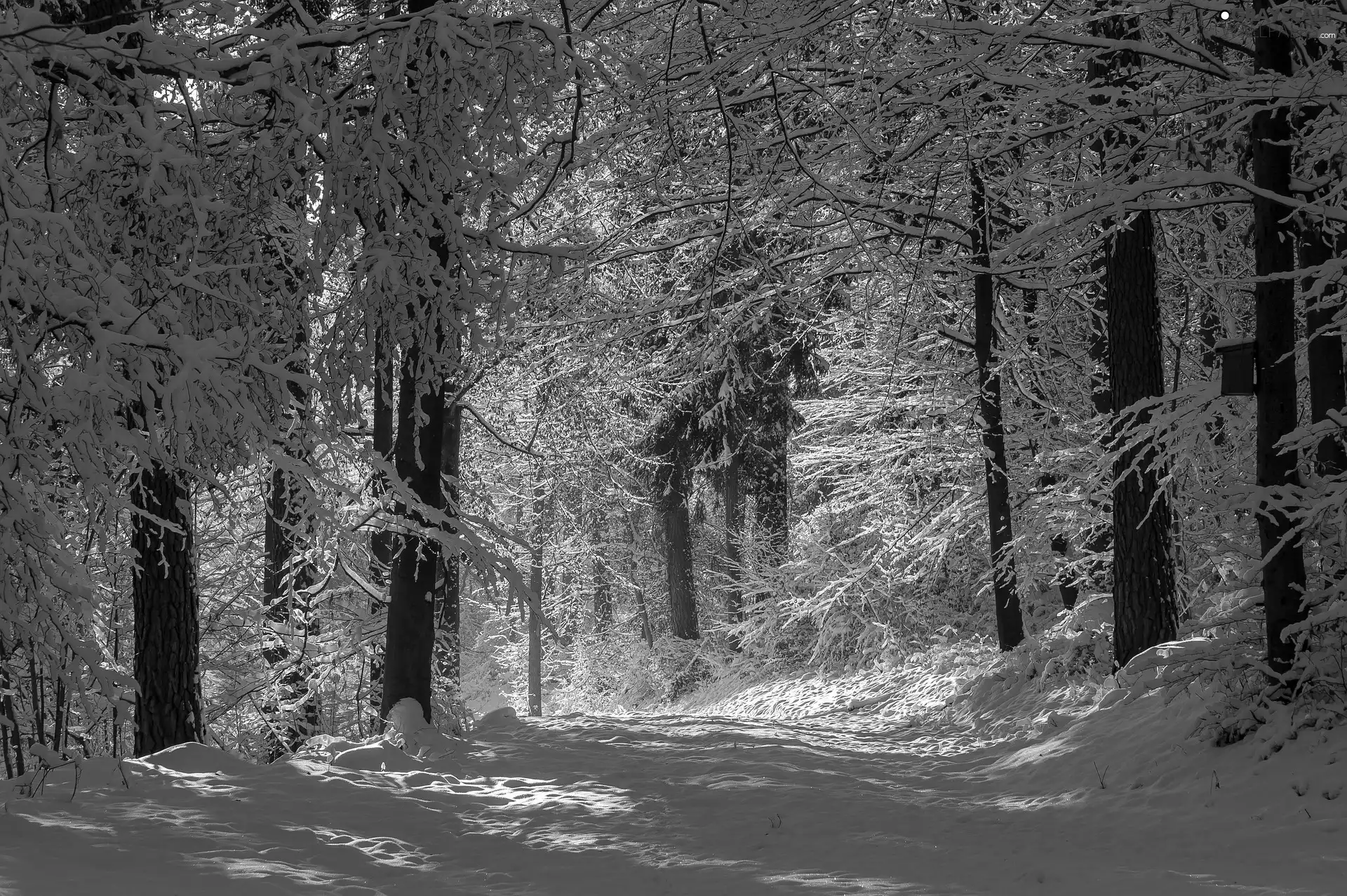 trees, viewes, Forest Road, Snowy, winter
