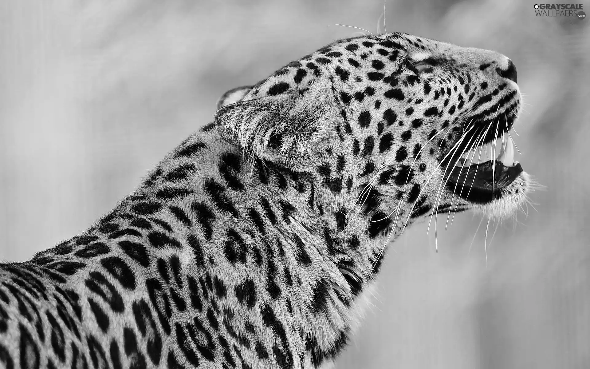 roar, Leopards, spots