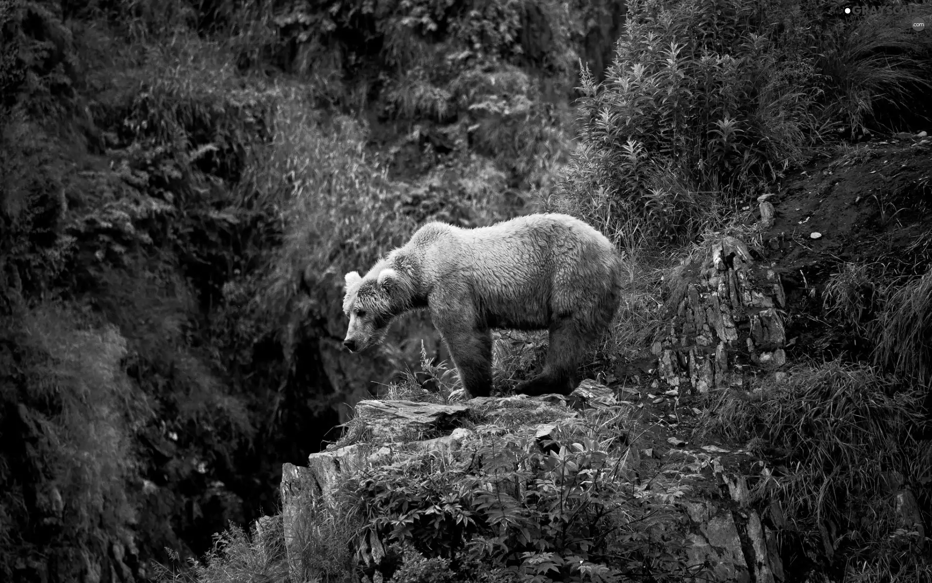 bears, Rocks