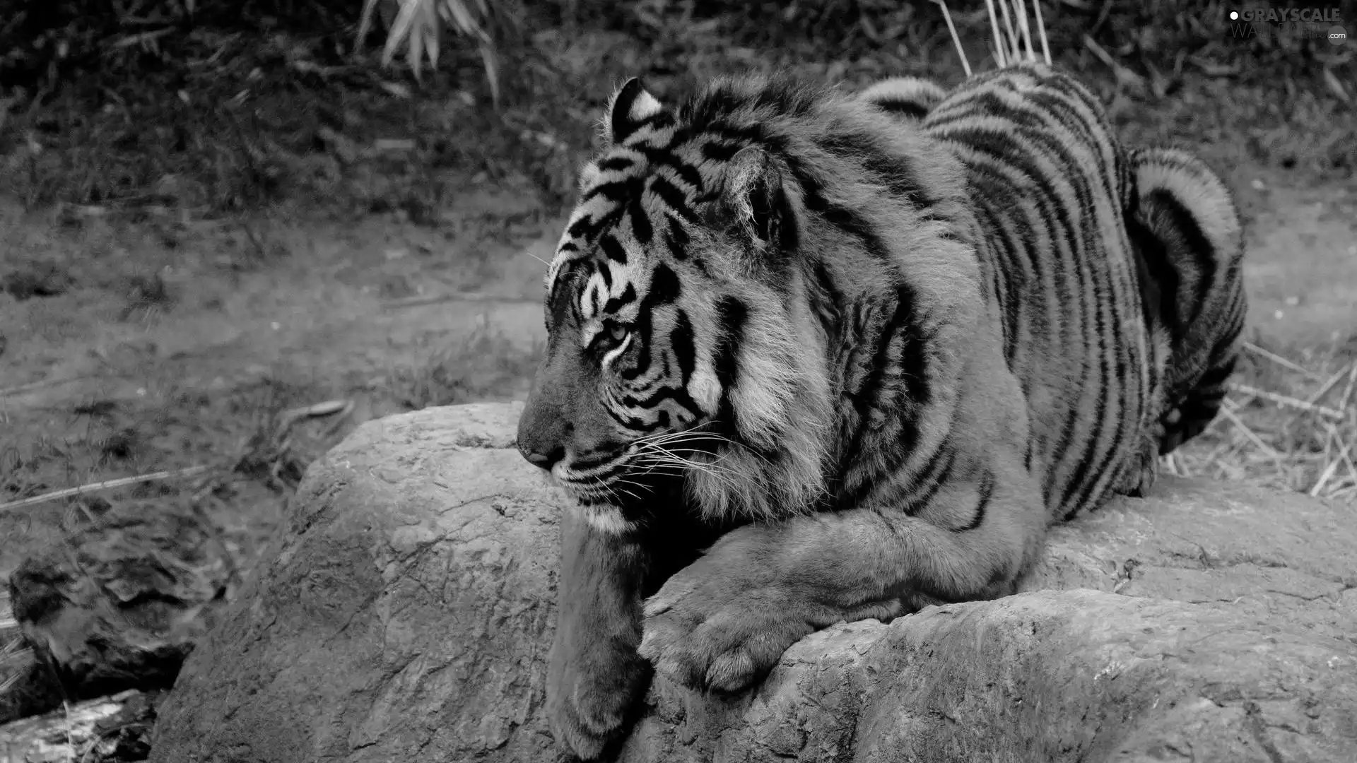 Rocks, tiger, bengal