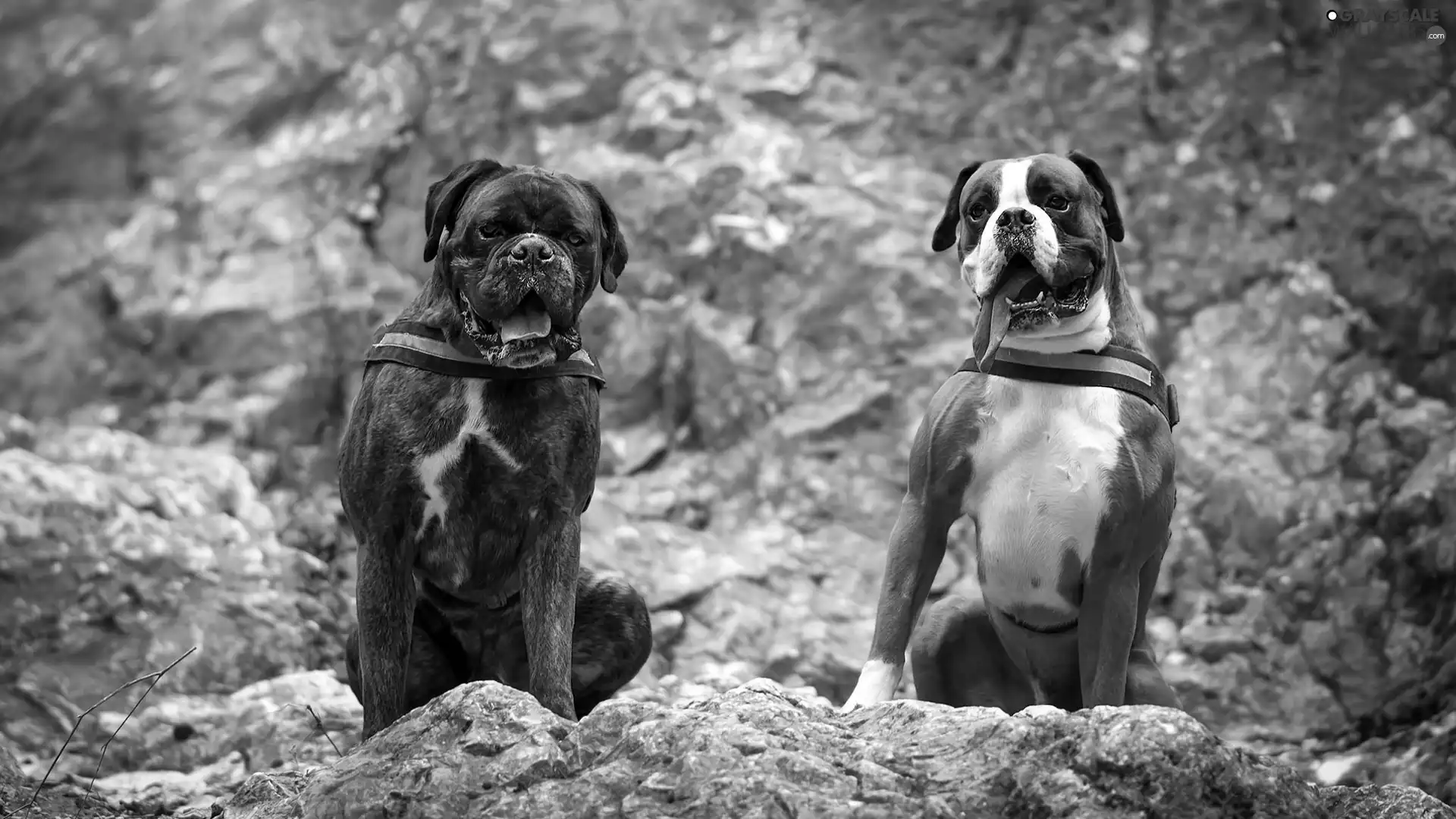 rocks, Dogs, boxers