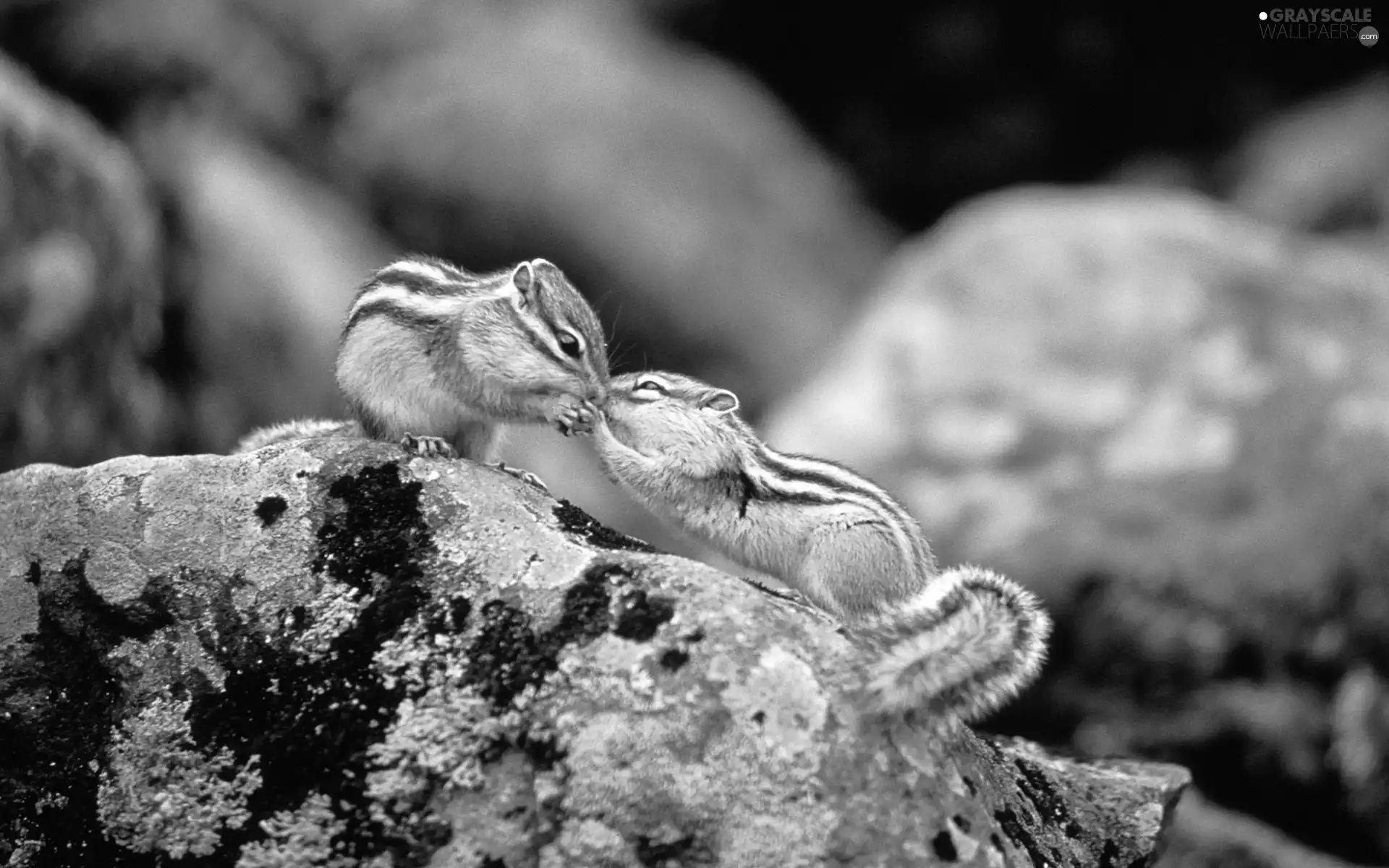 Two cars, kiss, rocks, Chipmunks