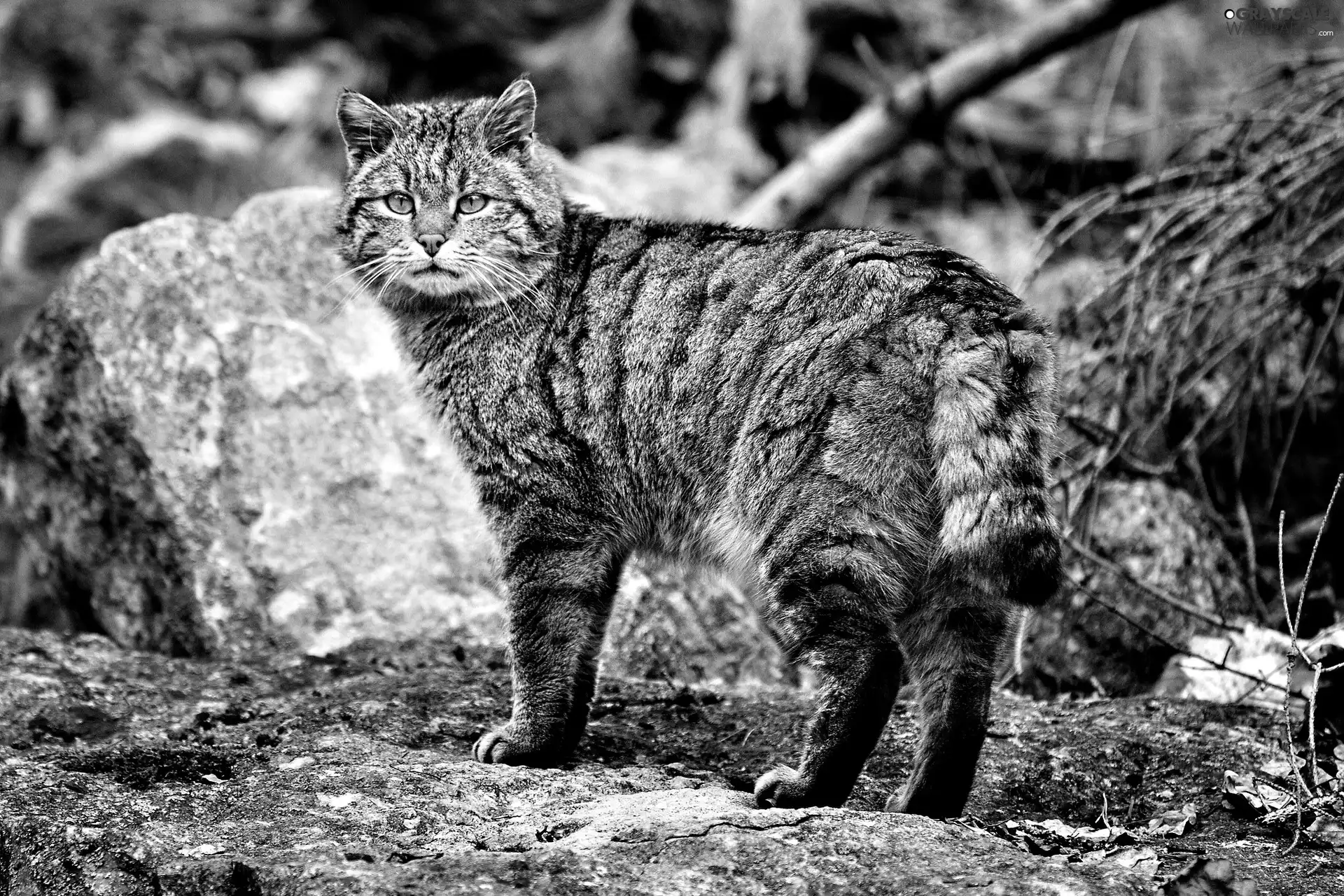 cat, rocks