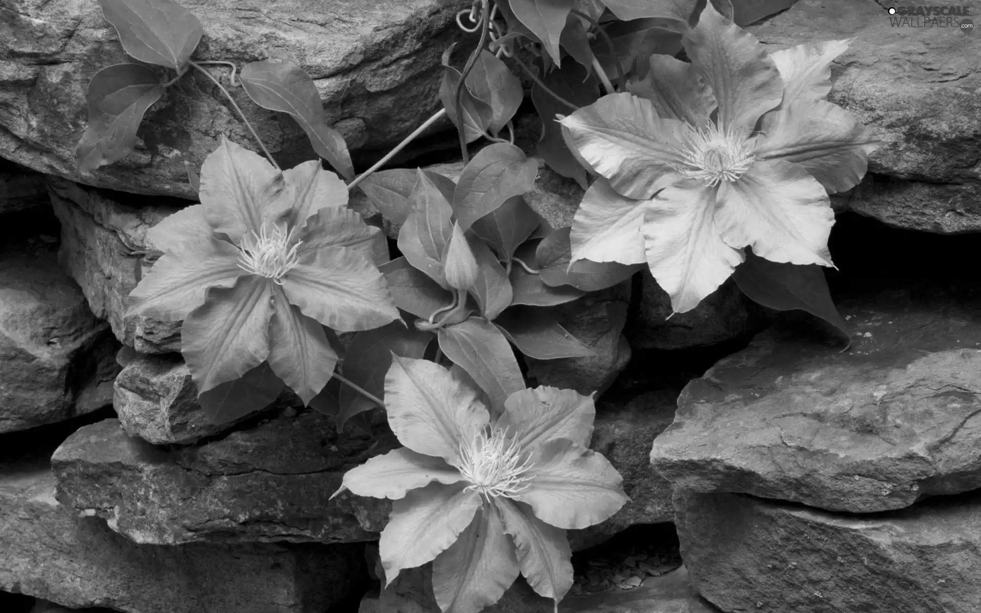 climber, Flowers, rocks, purple