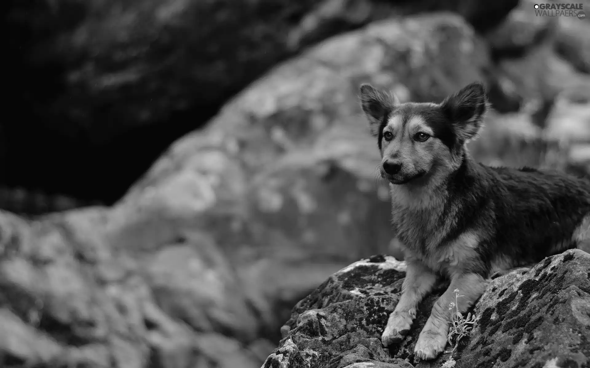 doggy, rocks